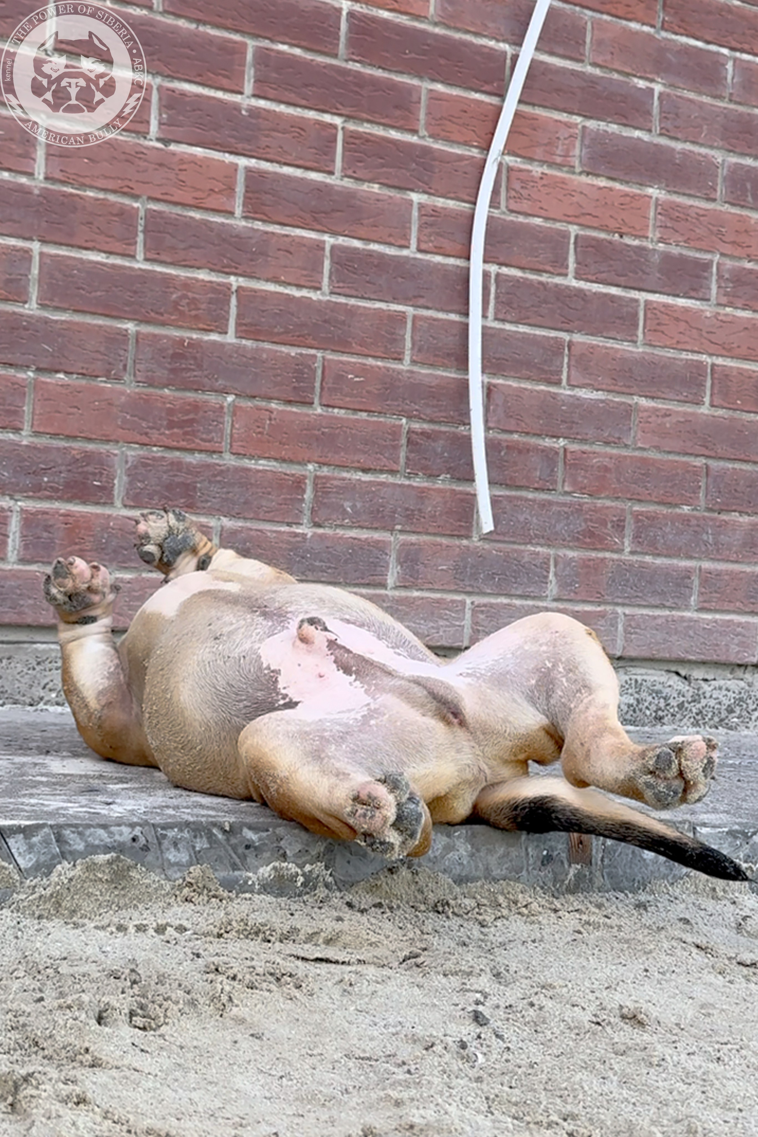 22.11.25 Тагира-Каспер. Американский Булли в г. Ростов-на-Дону. Питомник THE POWER OF SIBERIA