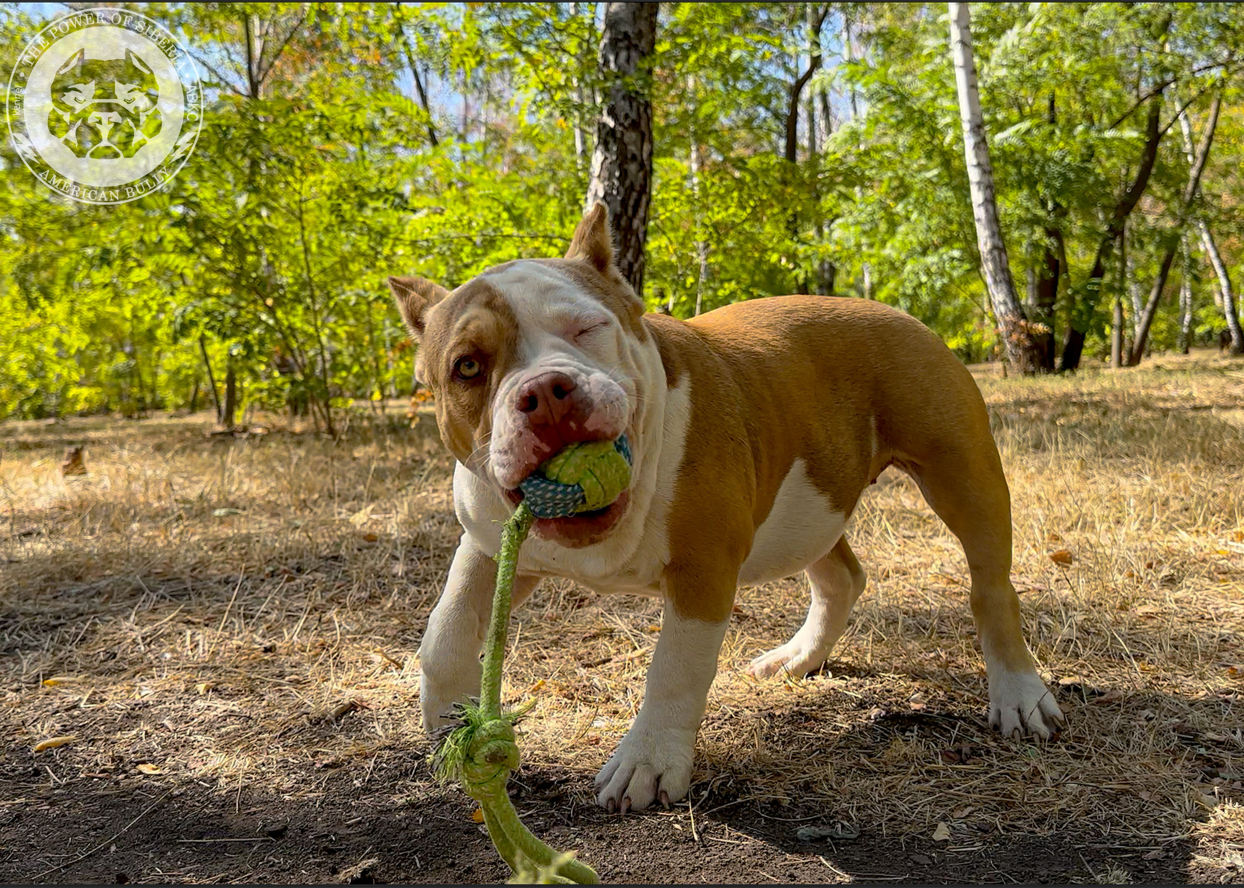 Помет Каспер и Тагира. 21.04.25. Американский Булли в г. Ростов-на-Дону. Питомник THE POWER OF SIBERIA
