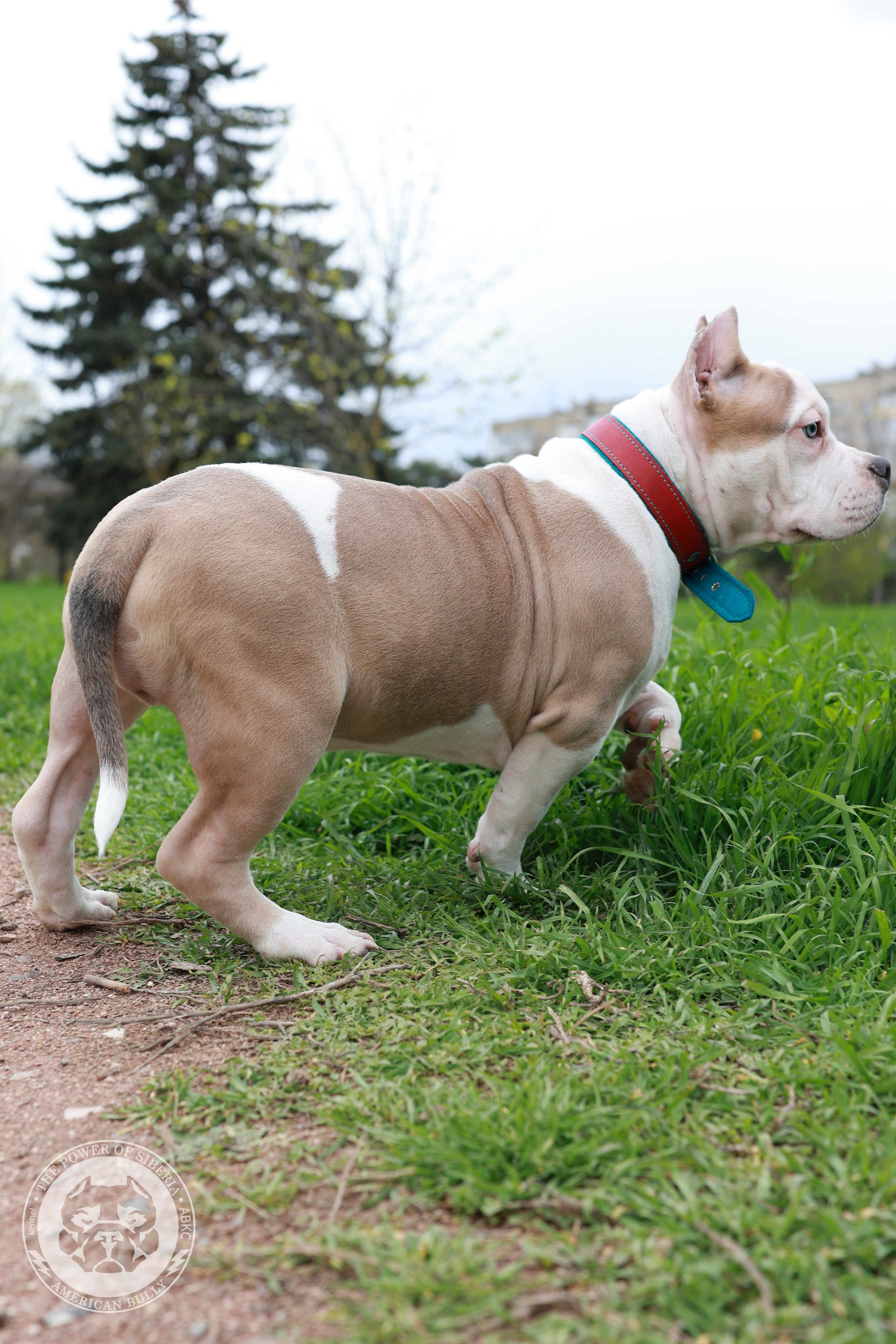 Свободные щенки Американский Булли, в типах покет, классик, стандарт. Американский Булли в г. Ростов-на-Дону. Питомник THE POWER OF SIBERIA