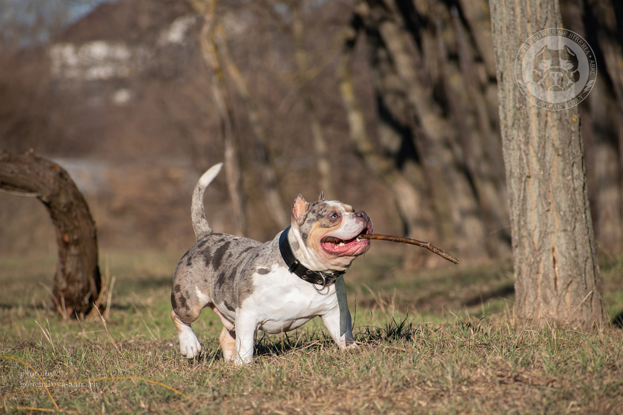 купить щенка в официальном питомнике Американских Булли в Минске