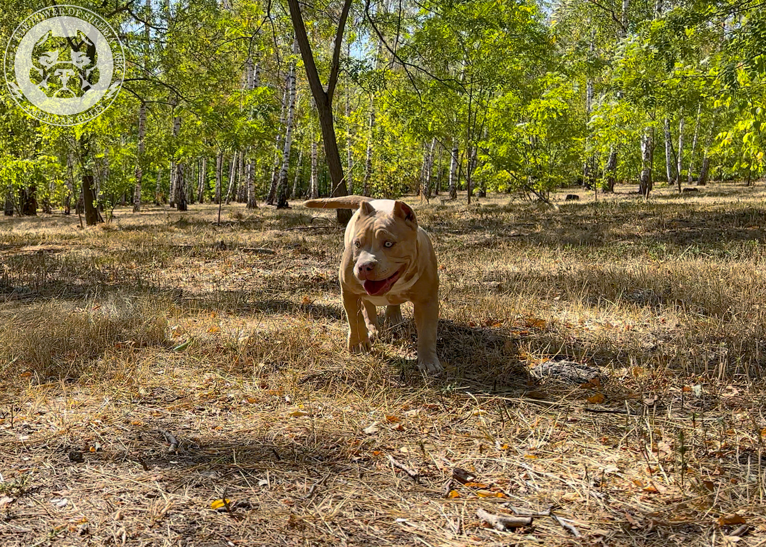 Помет Каспер и Тагира. 21.04.25. Американский Булли в г. Ростов-на-Дону. Питомник THE POWER OF SIBERIA