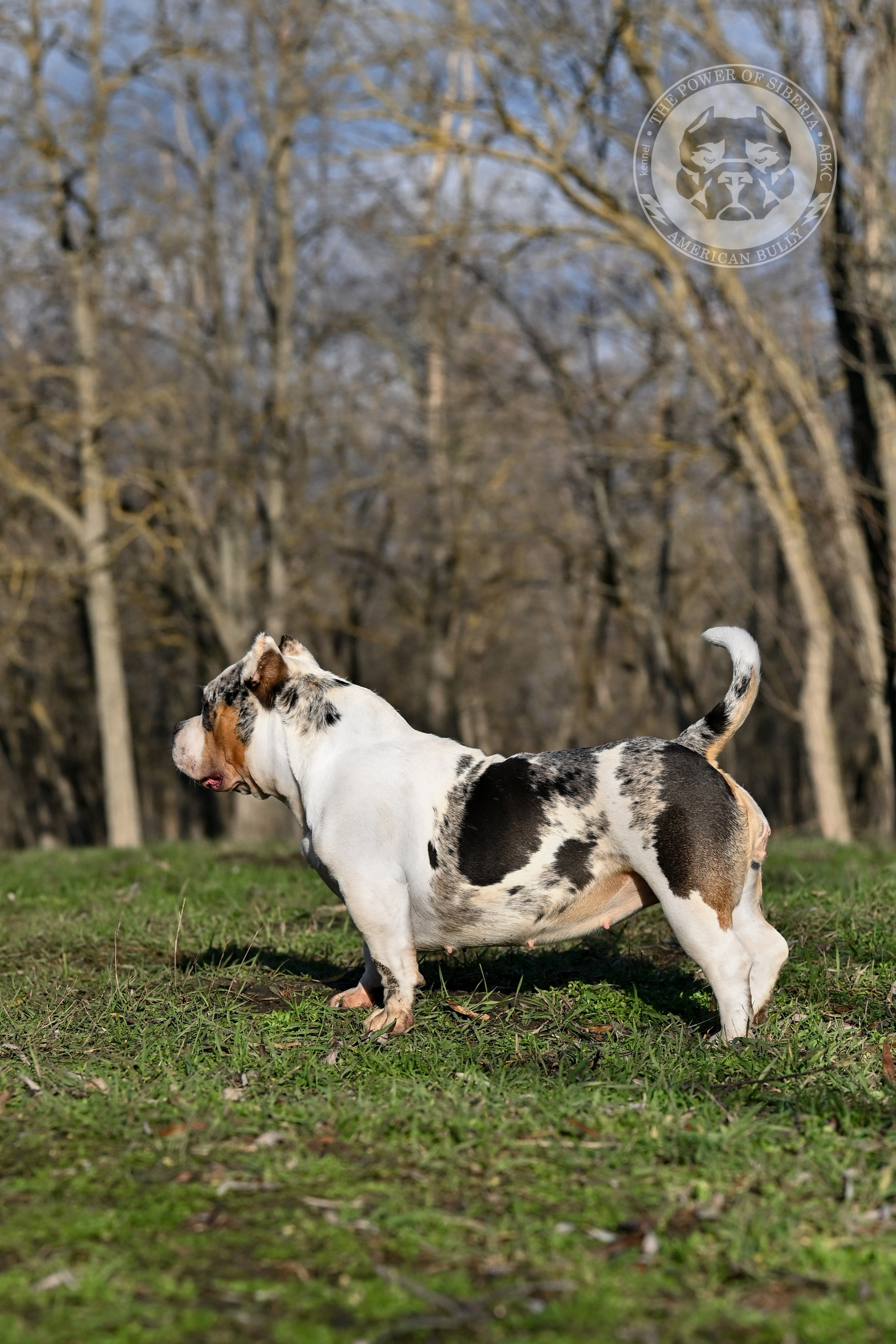 THE POWER OF SIBERIA BAFFI. Американский Булли в г. Ростов-на-Дону. Питомник THE POWER OF SIBERIA