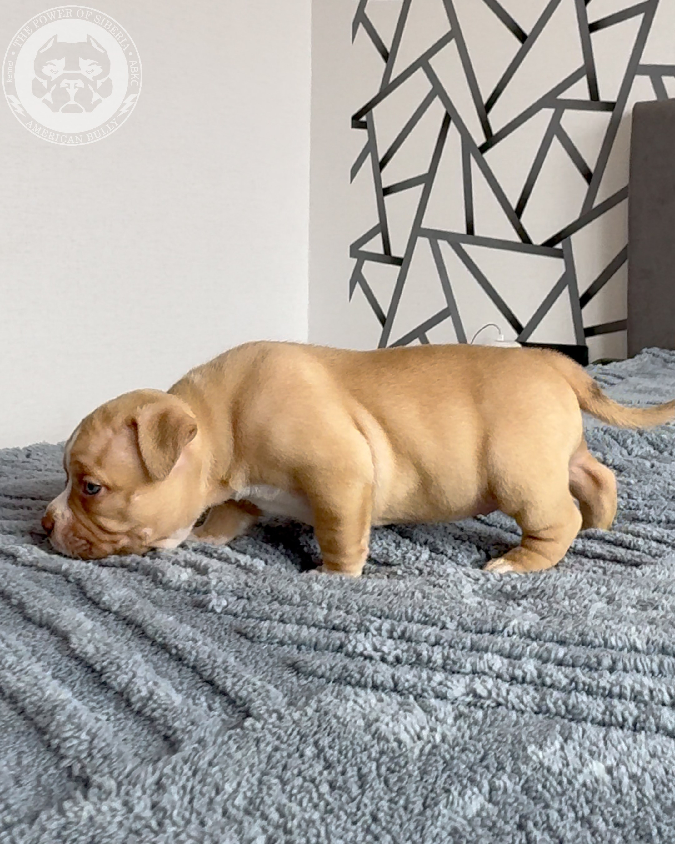Свободные щенки Американский Булли, в типах покет, классик, стандарт. Американский Булли в г. Ростов-на-Дону. Питомник THE POWER OF SIBERIA