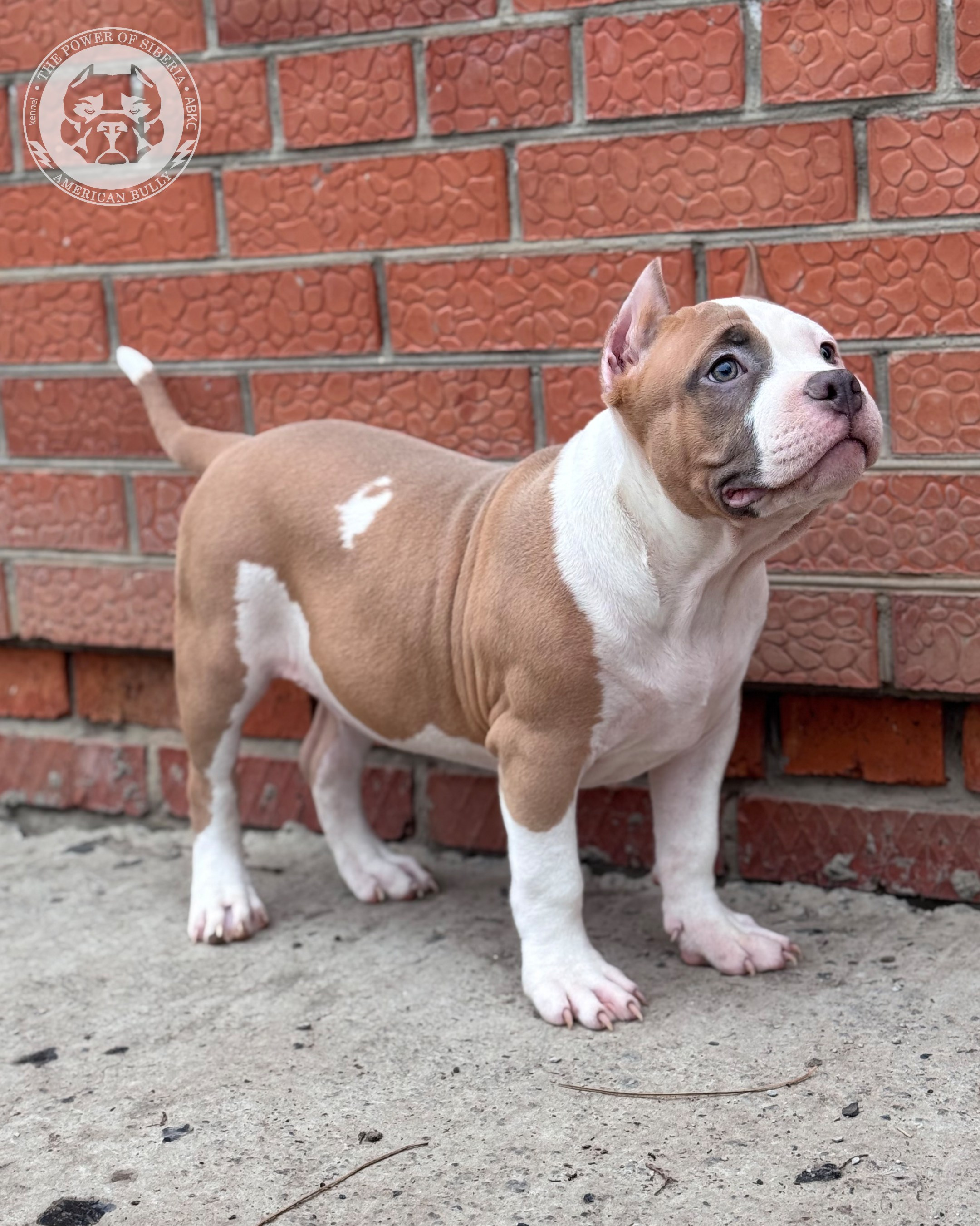 Свободные щенки Американский Булли, в типах покет, классик, стандарт. Американский Булли в г. Ростов-на-Дону. Питомник THE POWER OF SIBERIA