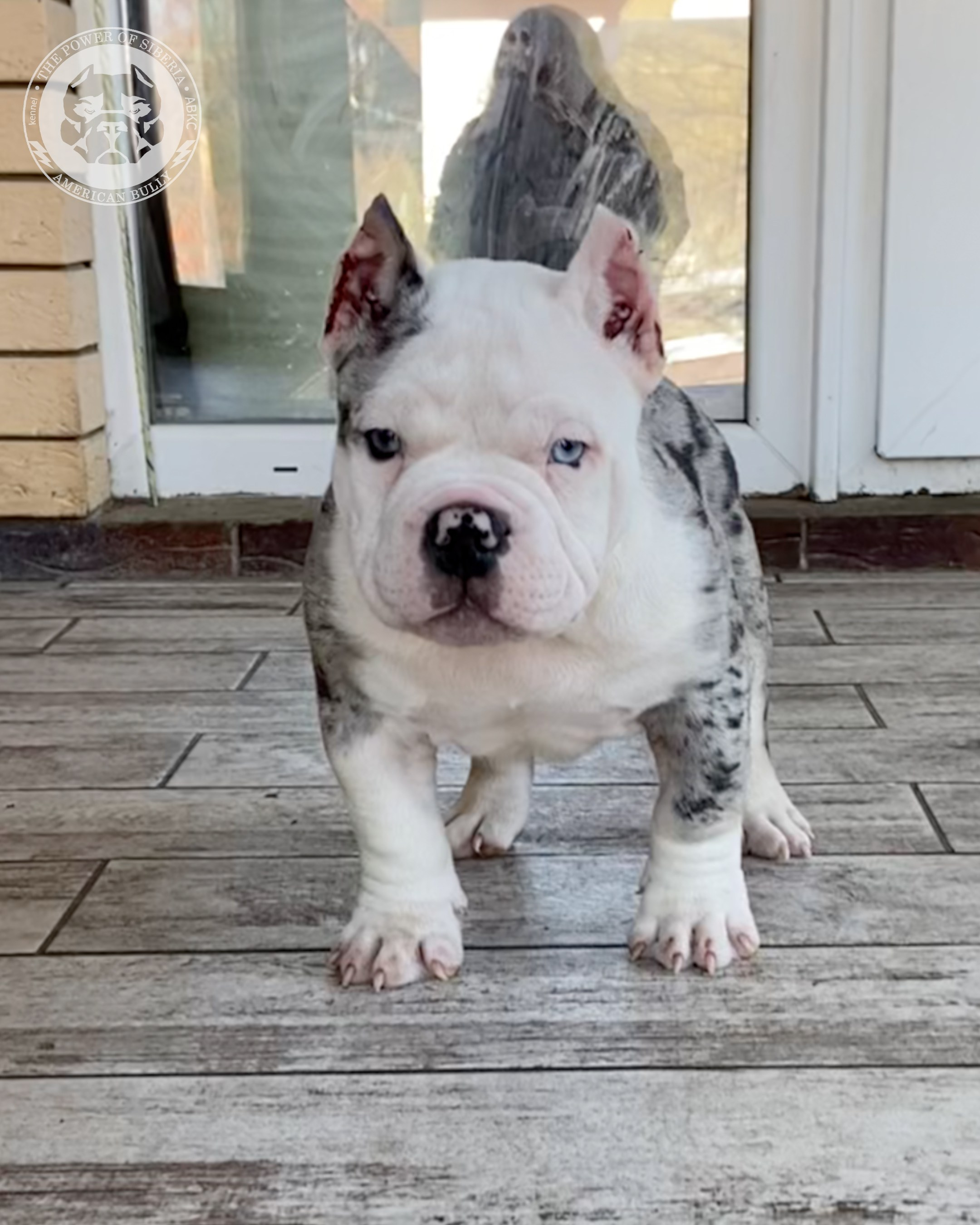 Свободные щенки Американский Булли, в типах покет, классик, стандарт. Американский Булли в г. Ростов-на-Дону. Питомник THE POWER OF SIBERIA