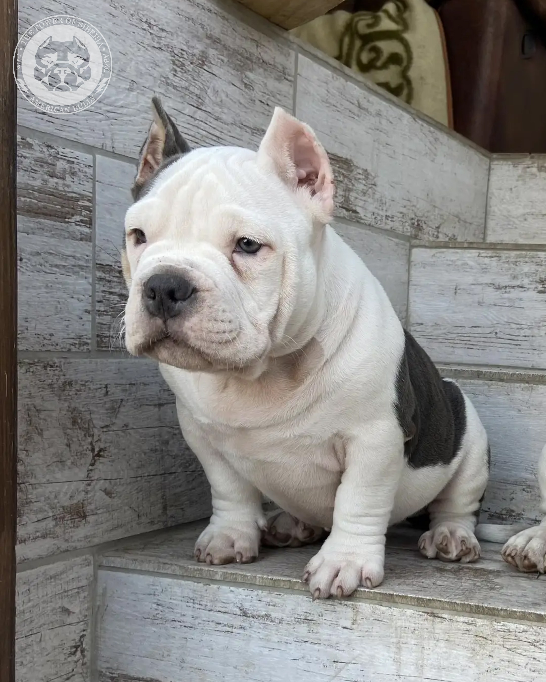 Свободные щенки Американский Булли покет. Американский Булли в г. Ростов-на-Дону. Питомник THE POWER OF SIBERIA
