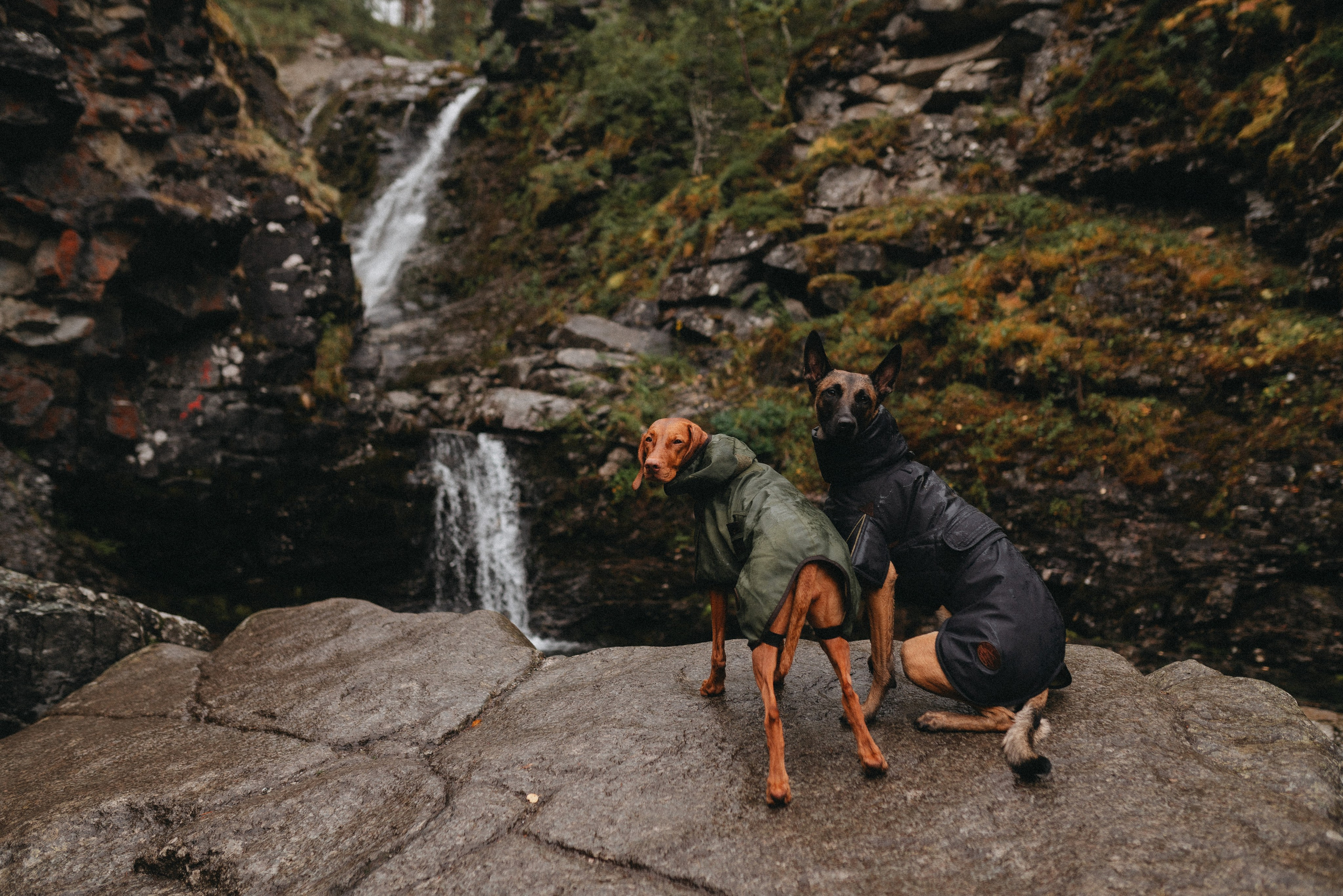 Одежда для собак Bravehound. Фотограф анималист Осипчикова Мария