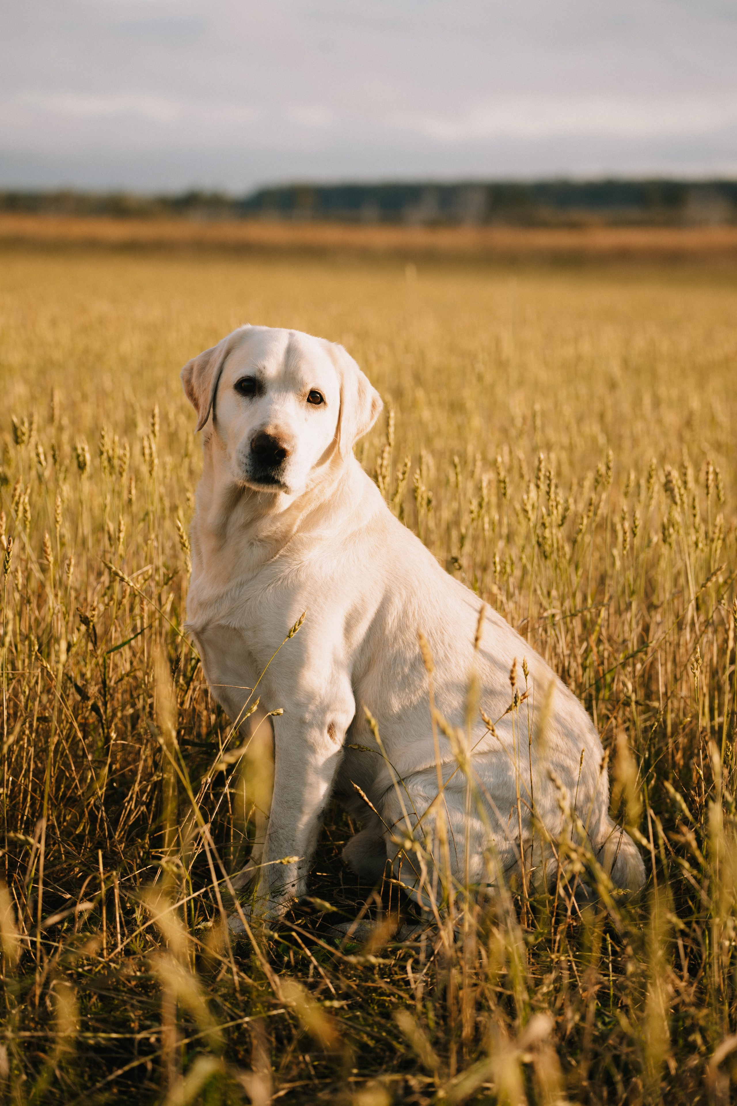 Дана и Арчи. Фотограф-анималист Анастасия Большакова