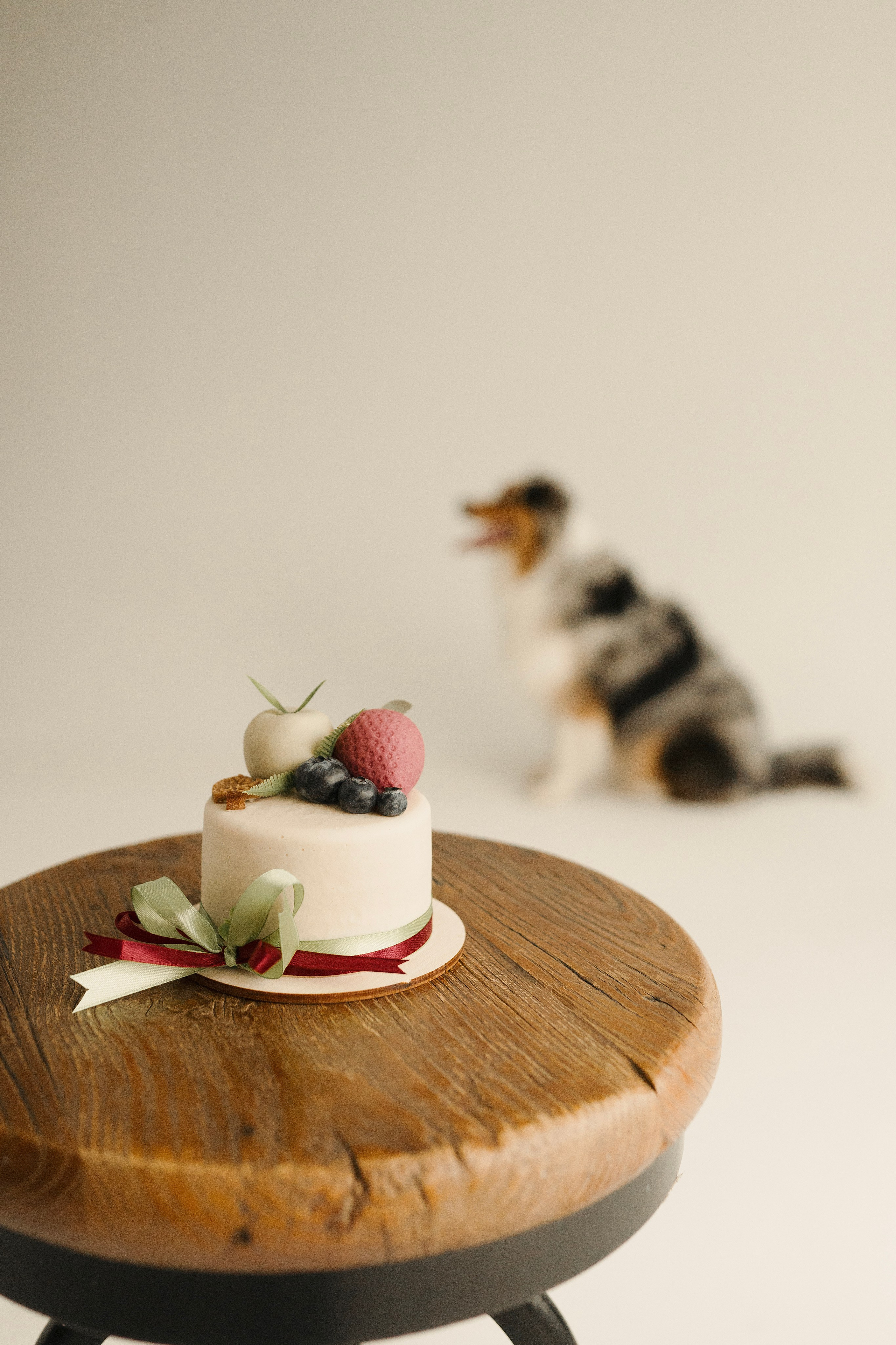 Зевс. Фотограф- анималист Александра Матвеева