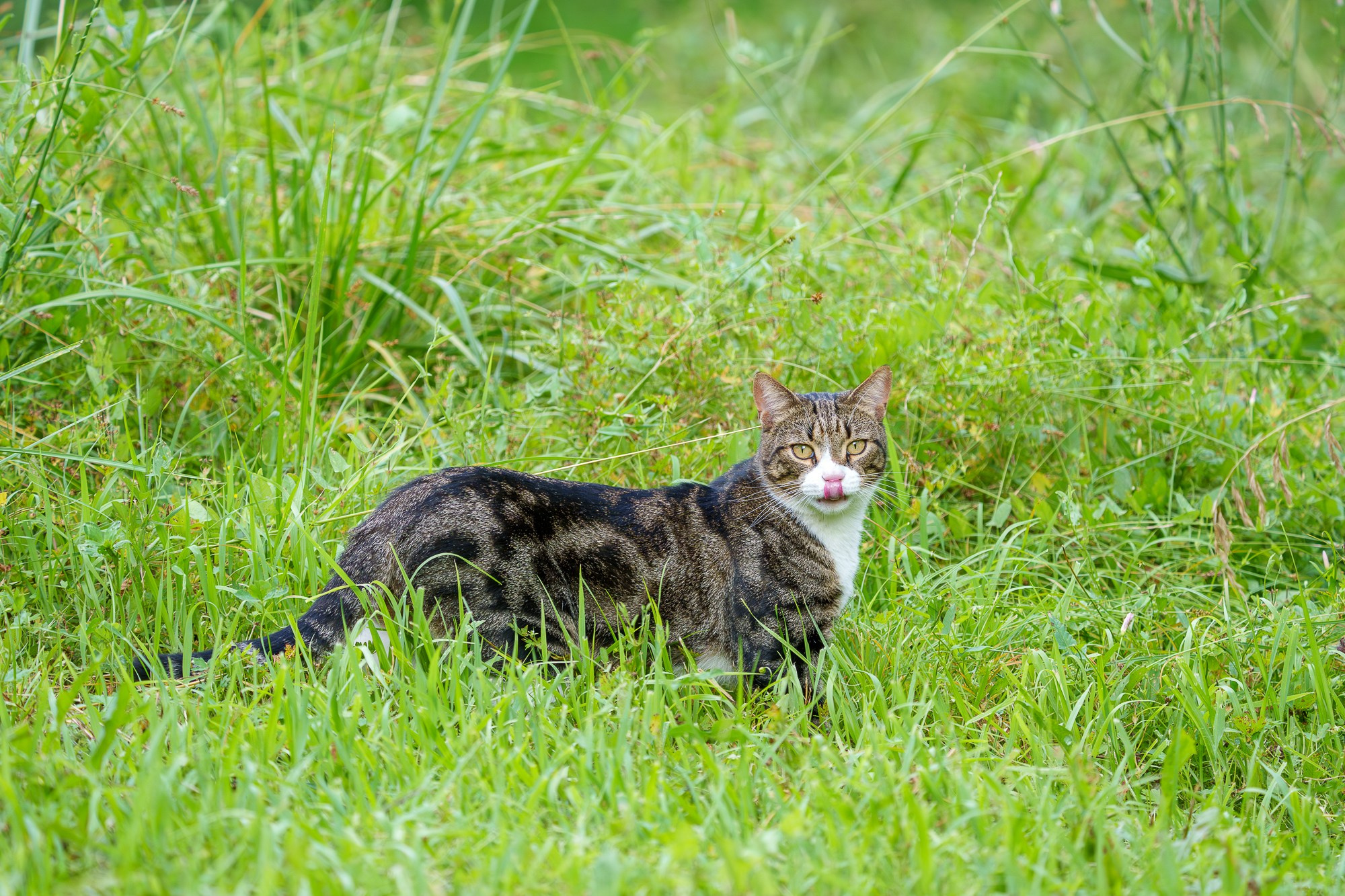 Животные. Ваш личный фотограф Марина Волкова