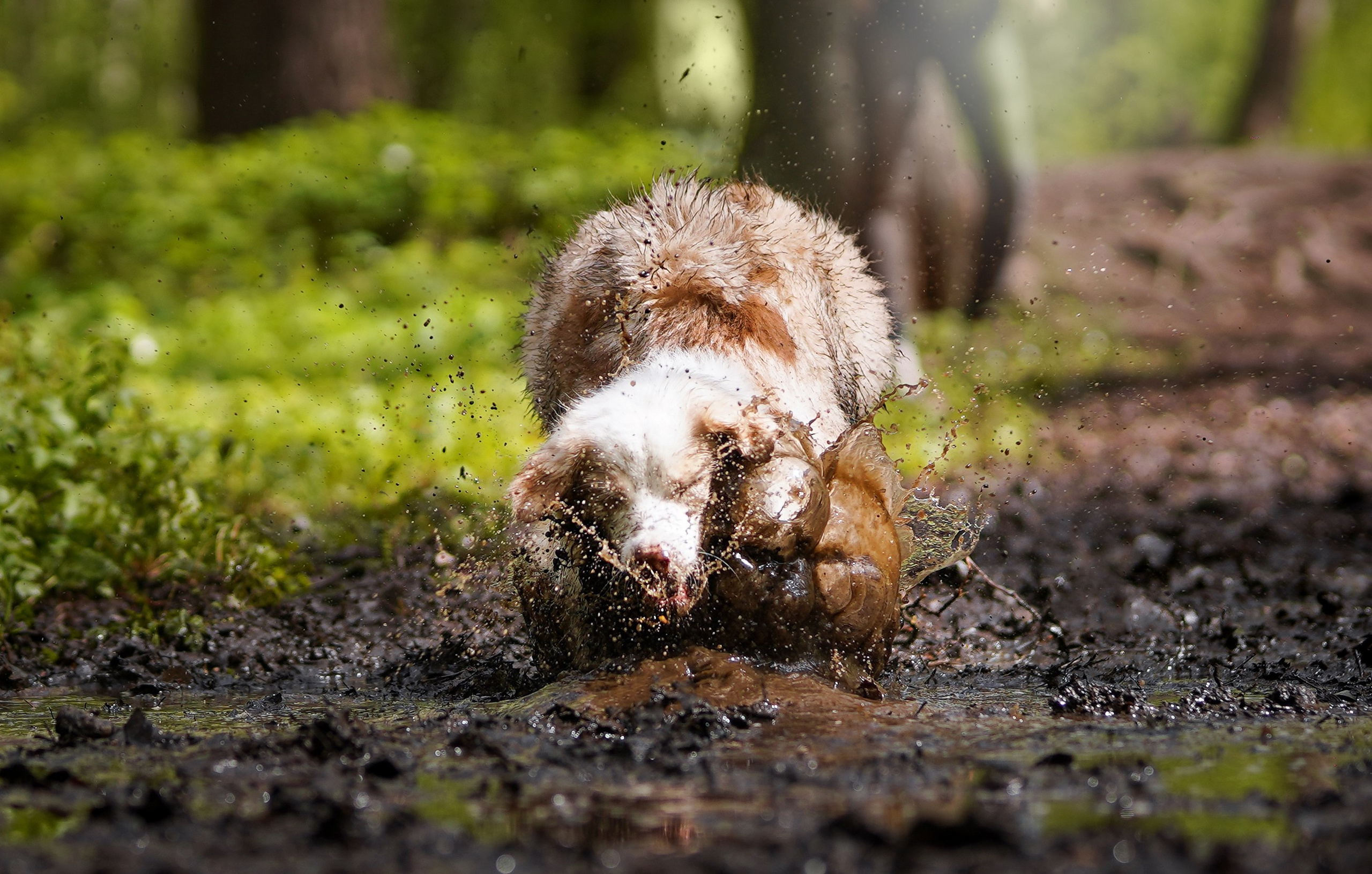 Рокки и Гермиона. Фотограф-анималист в Санкт-Петербурге Яна Мартынова