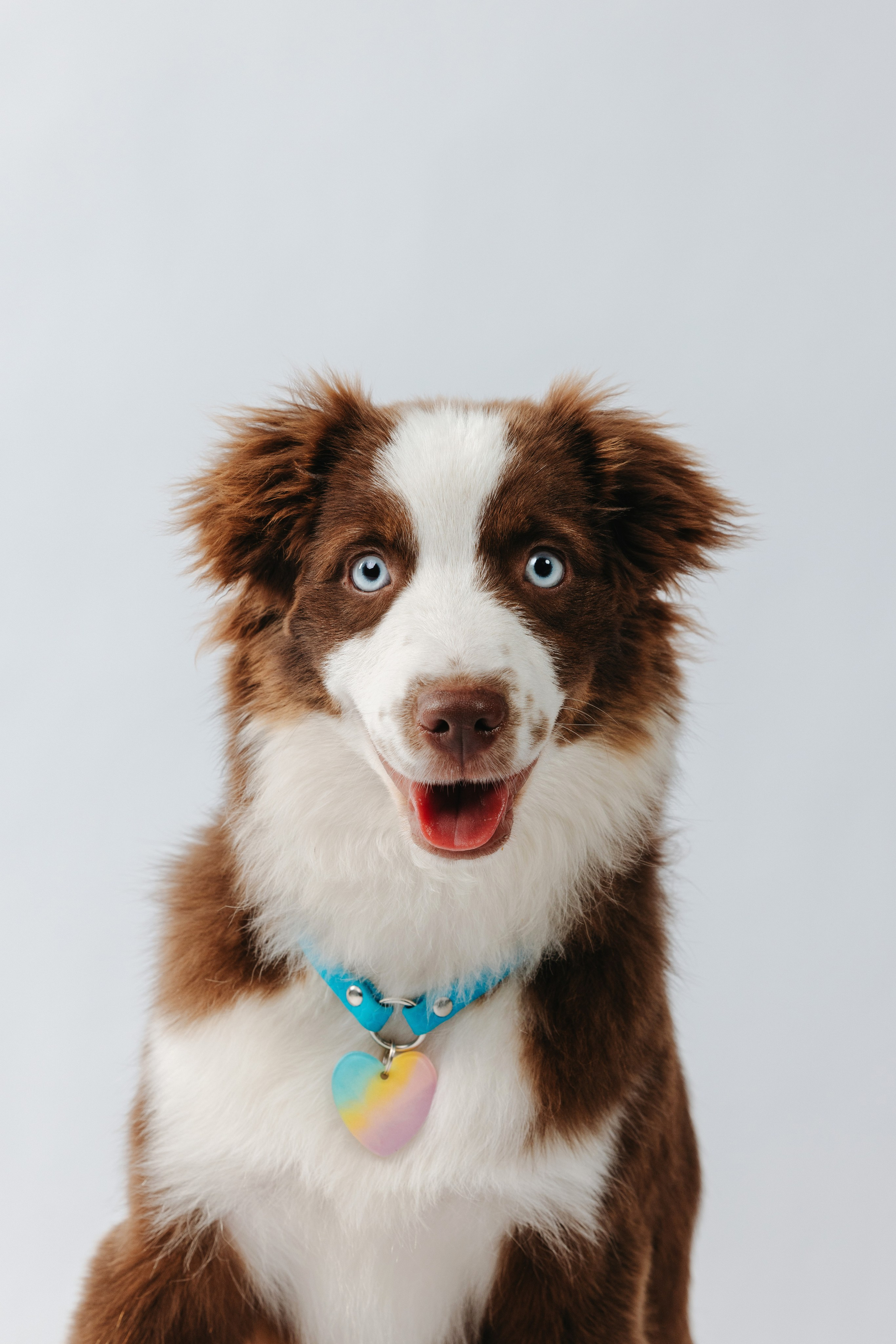 Миниаусси Дайс. Фотограф анималист Осипчикова Мария