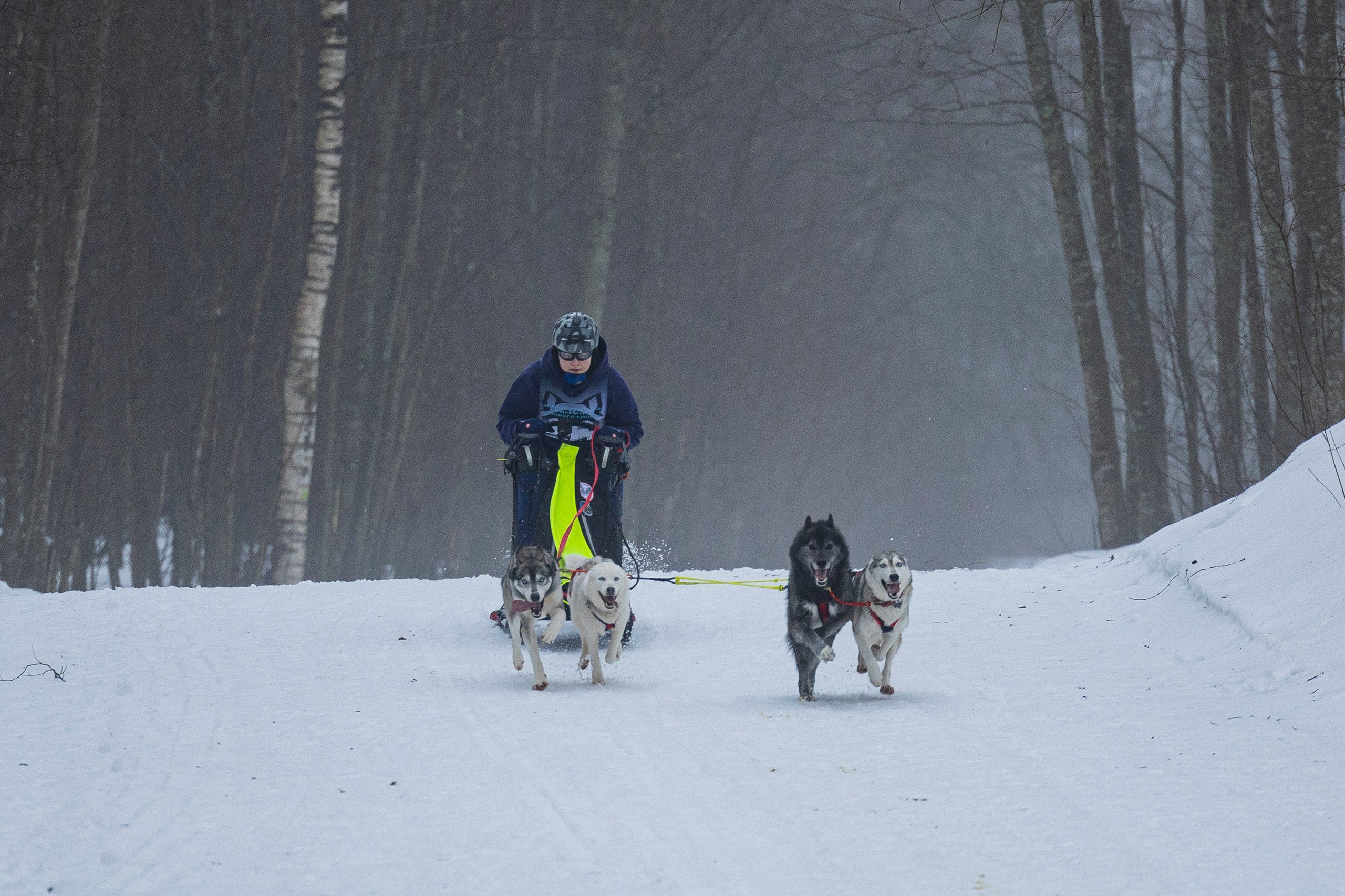 Зимний Чемпионат Санкт-Петербурга по ездовому спорту. Фотограф-анималист Анна Маринич