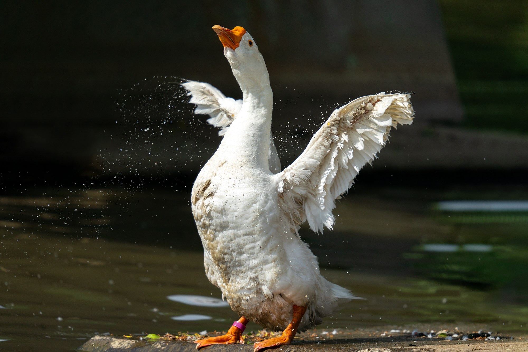 Удивительные мир птиц. Вокруг нас столько прекрасного — присмотритесь!. Ваш личный фотограф Марина Волкова
