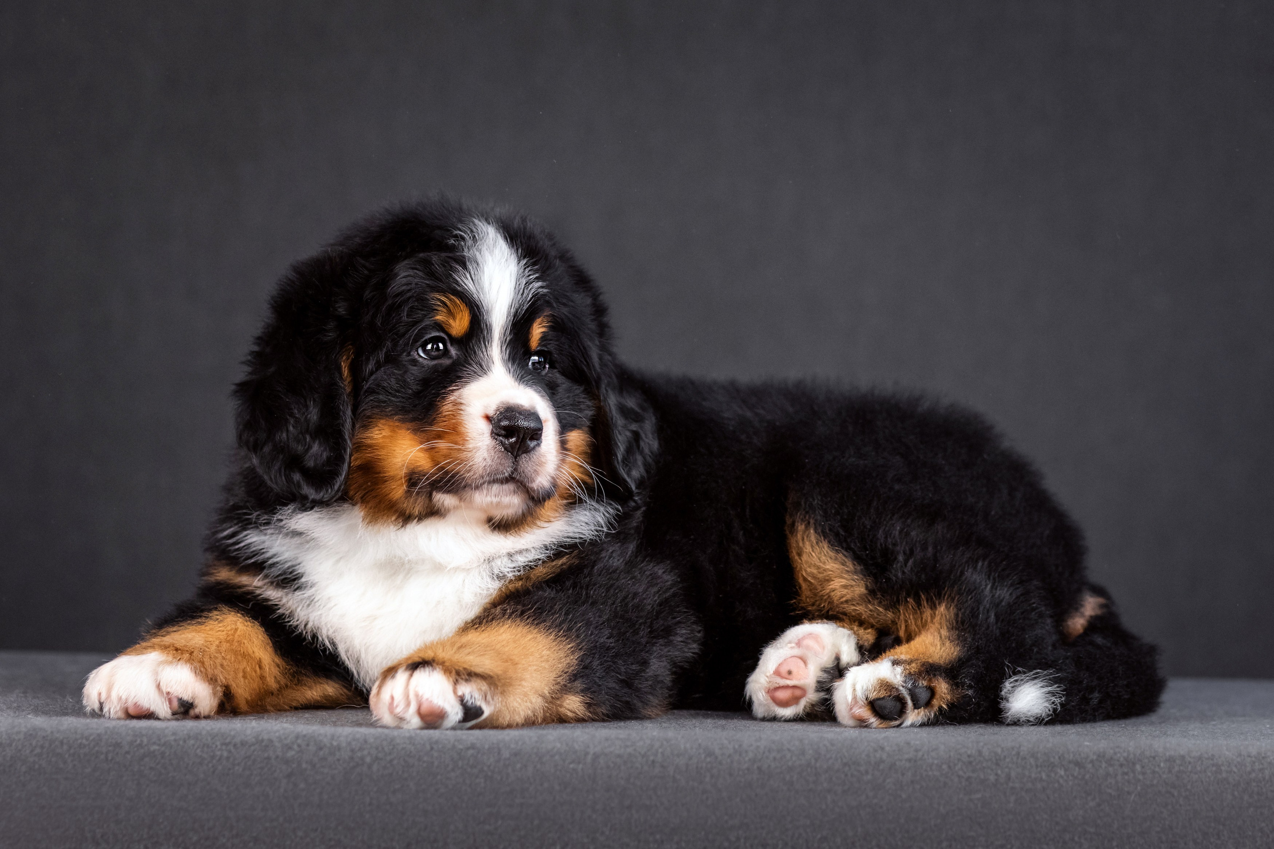 Берны. Фотограф анималист Аня Ливанова | Рыбинск