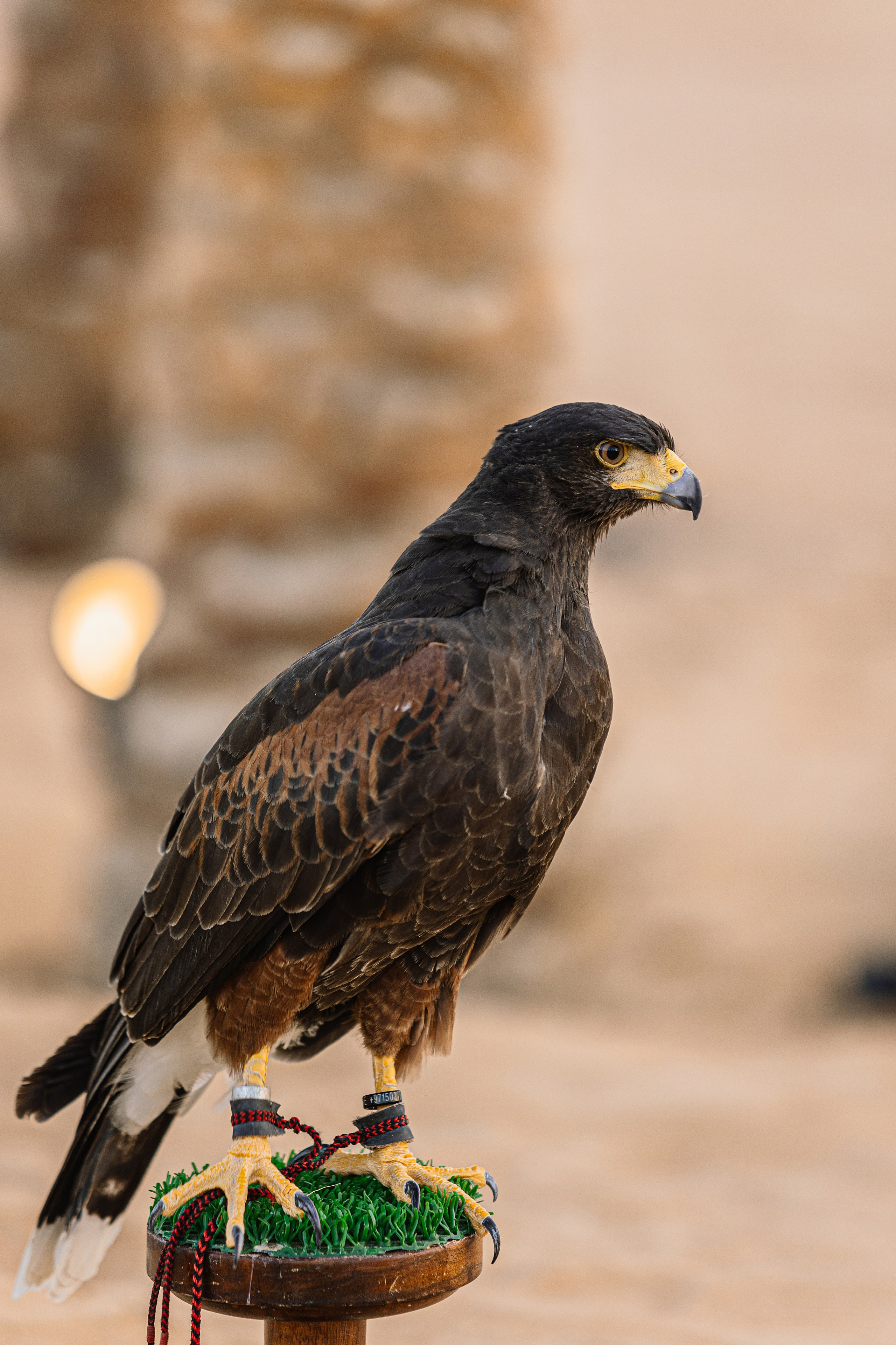 Desert Event. Evgen Yatsenko — Photographer in Dubai