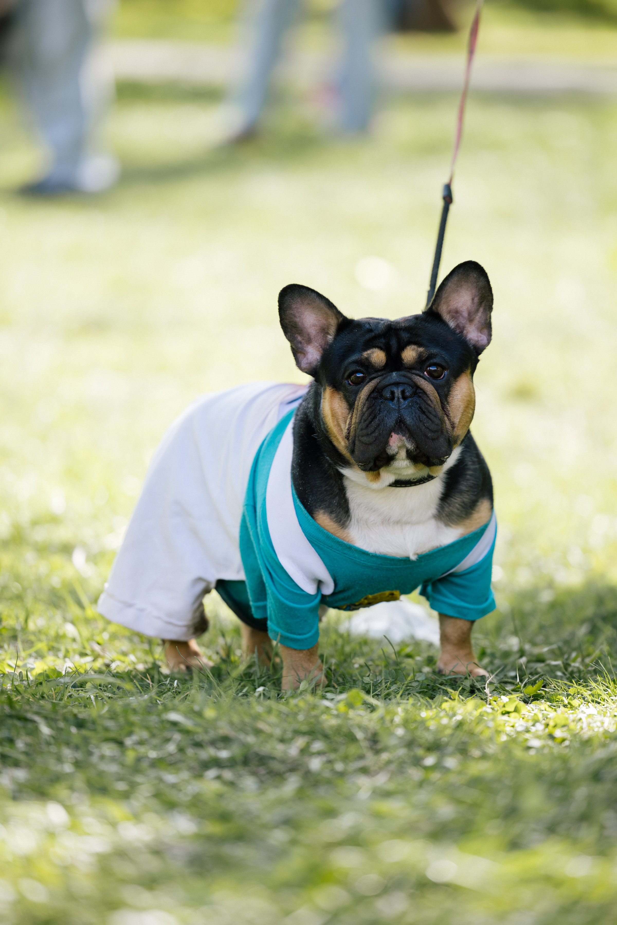 Хвостатый репортаж. Аксана Лисовская фотограф в Москве. Фотографии с характером