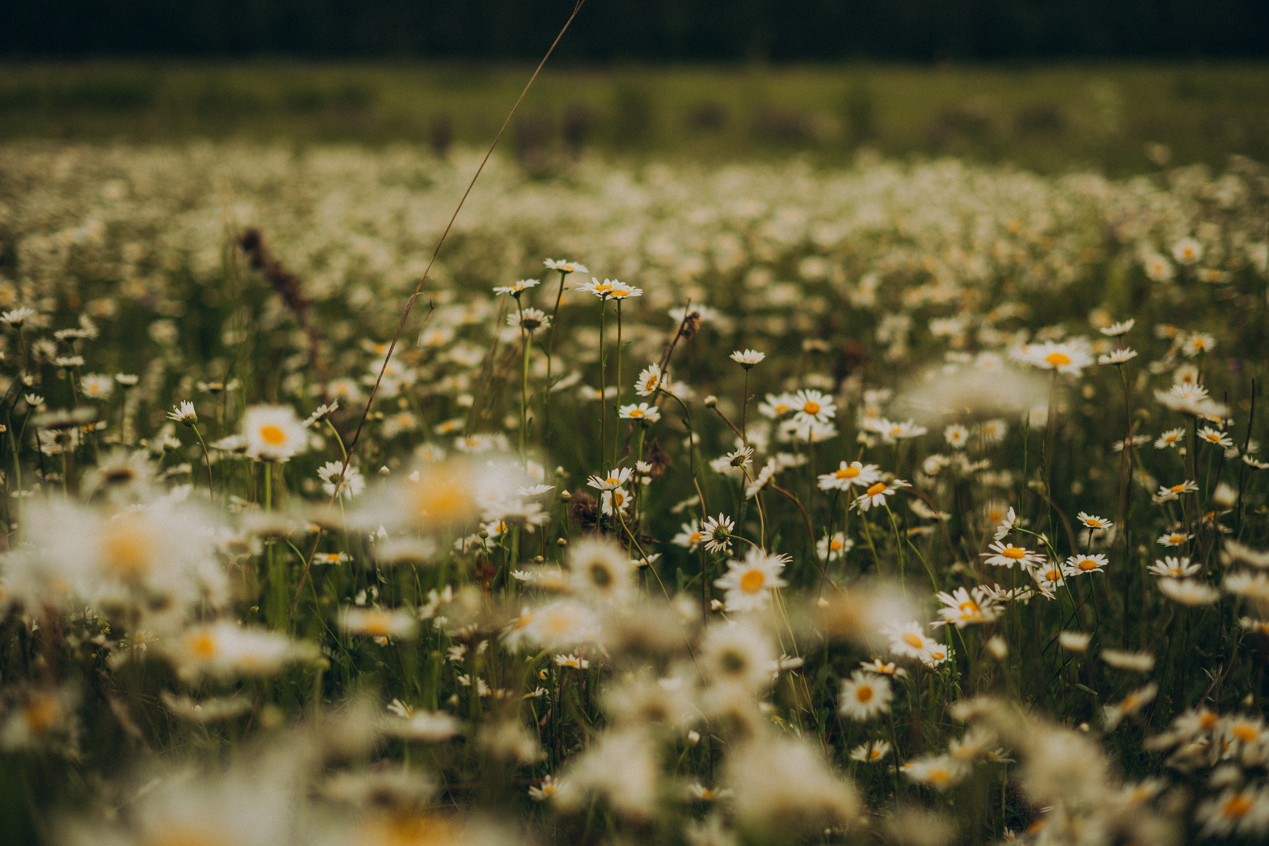 Июньская прогулка. Гаврилова Настя семейный фотограф lifestyle в Москве