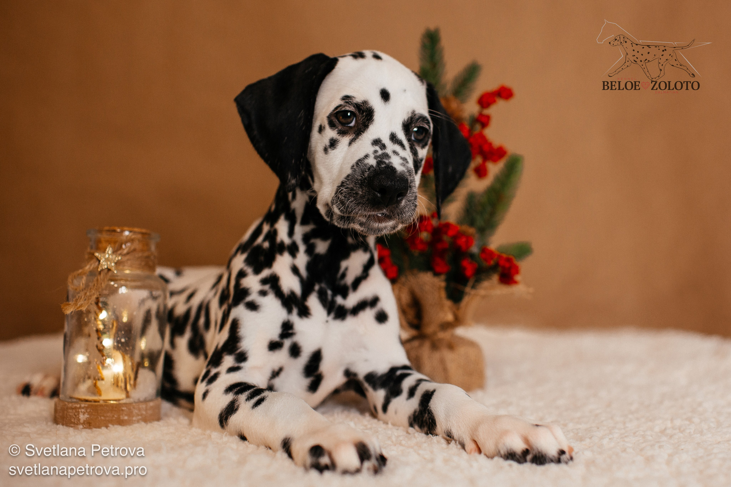 Далматины. Зима 2025. Фотограф Светлана Петрова
