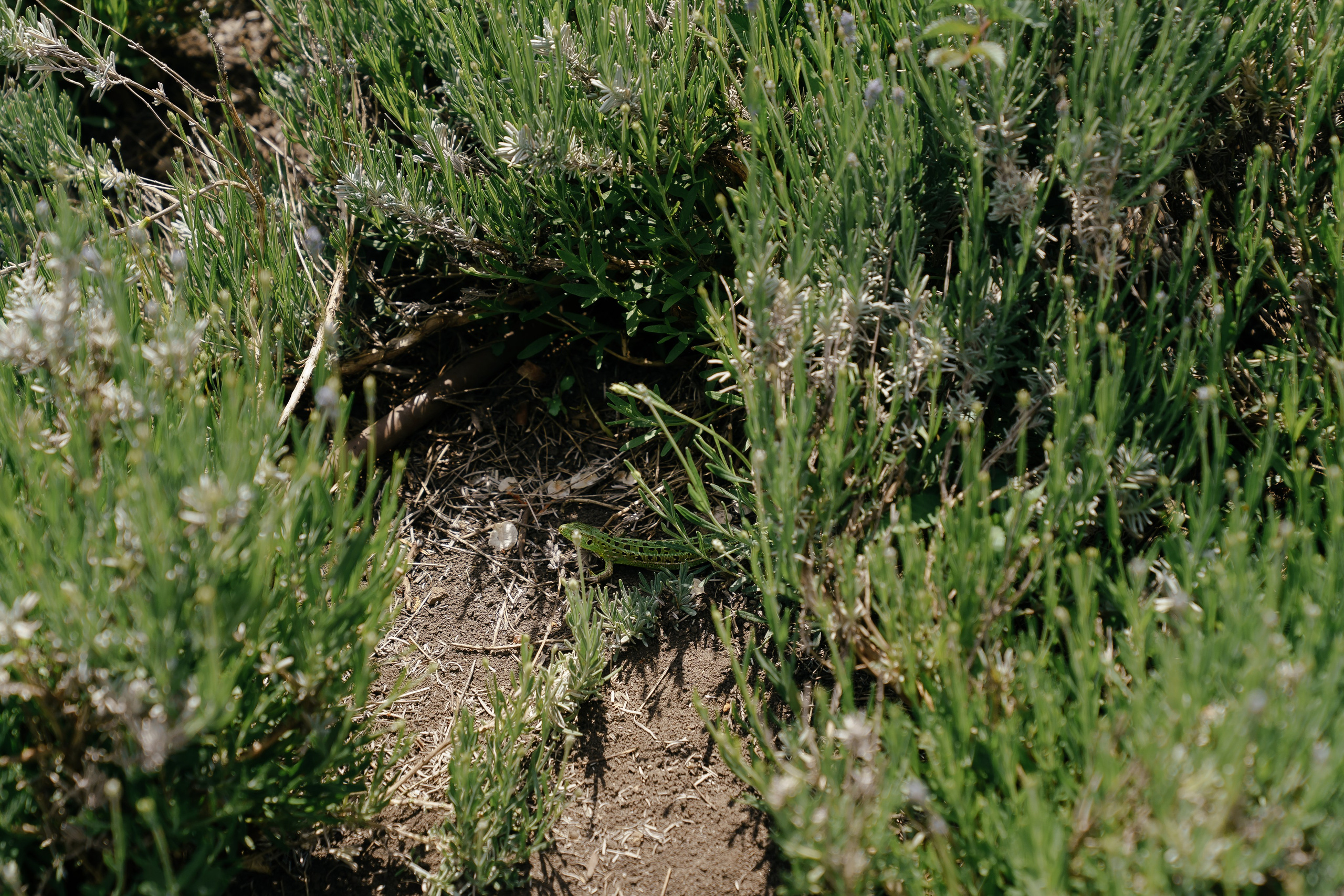 Константин и Елена. Свадебный и репортажный фотограф Ростов-на-Дону Алексей Гуль