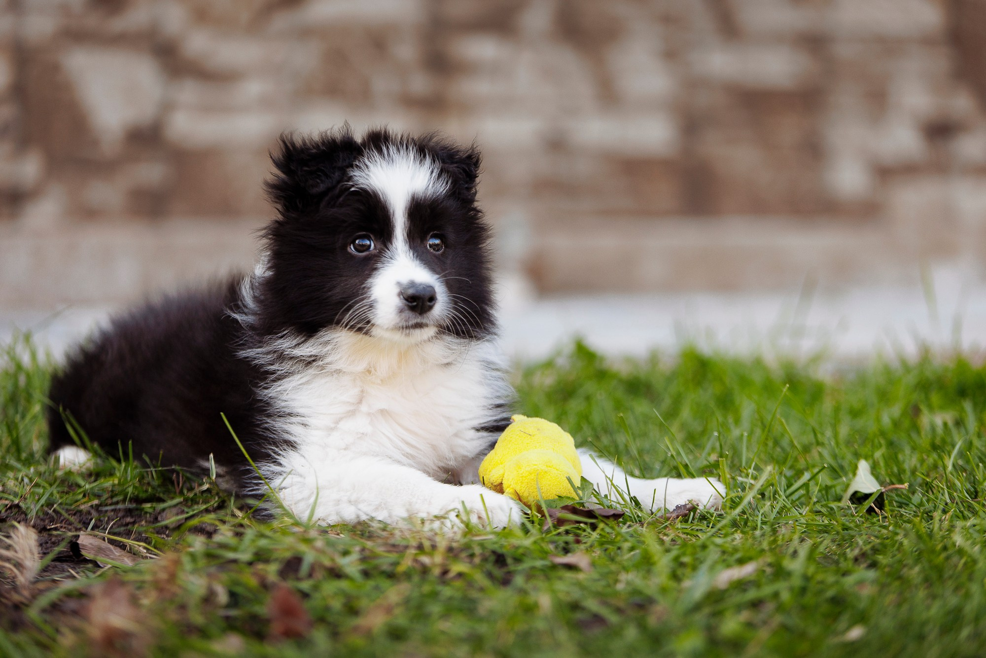 У дома с большой компанией от мала до велика. О нас