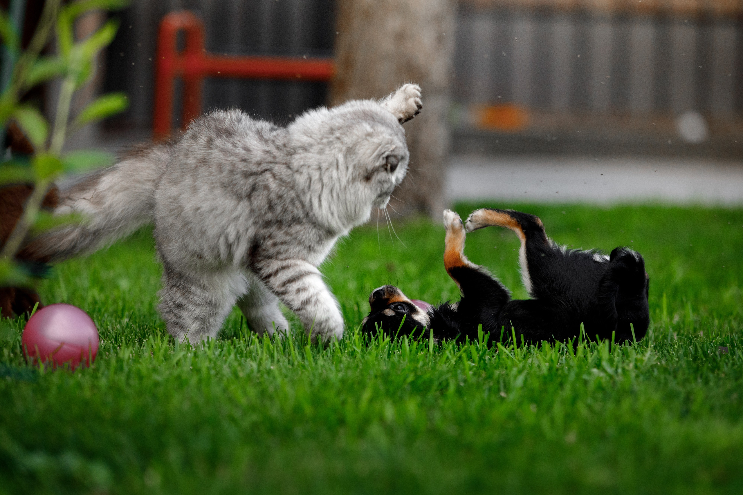 Болтовня в саду. О нас