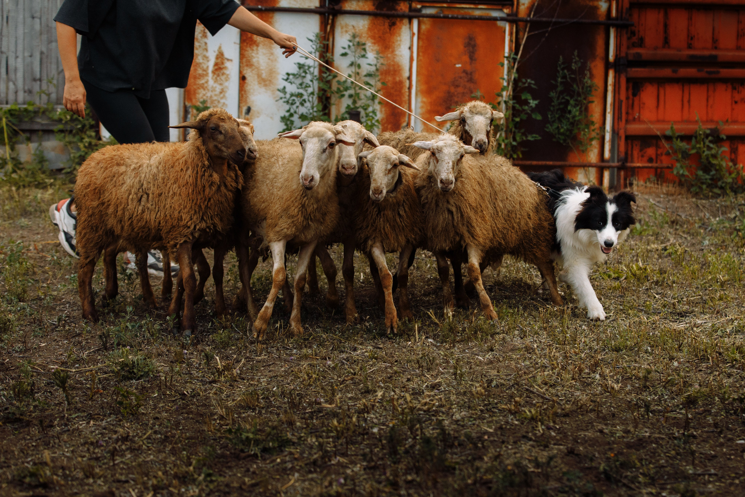 Овечий день. О нас