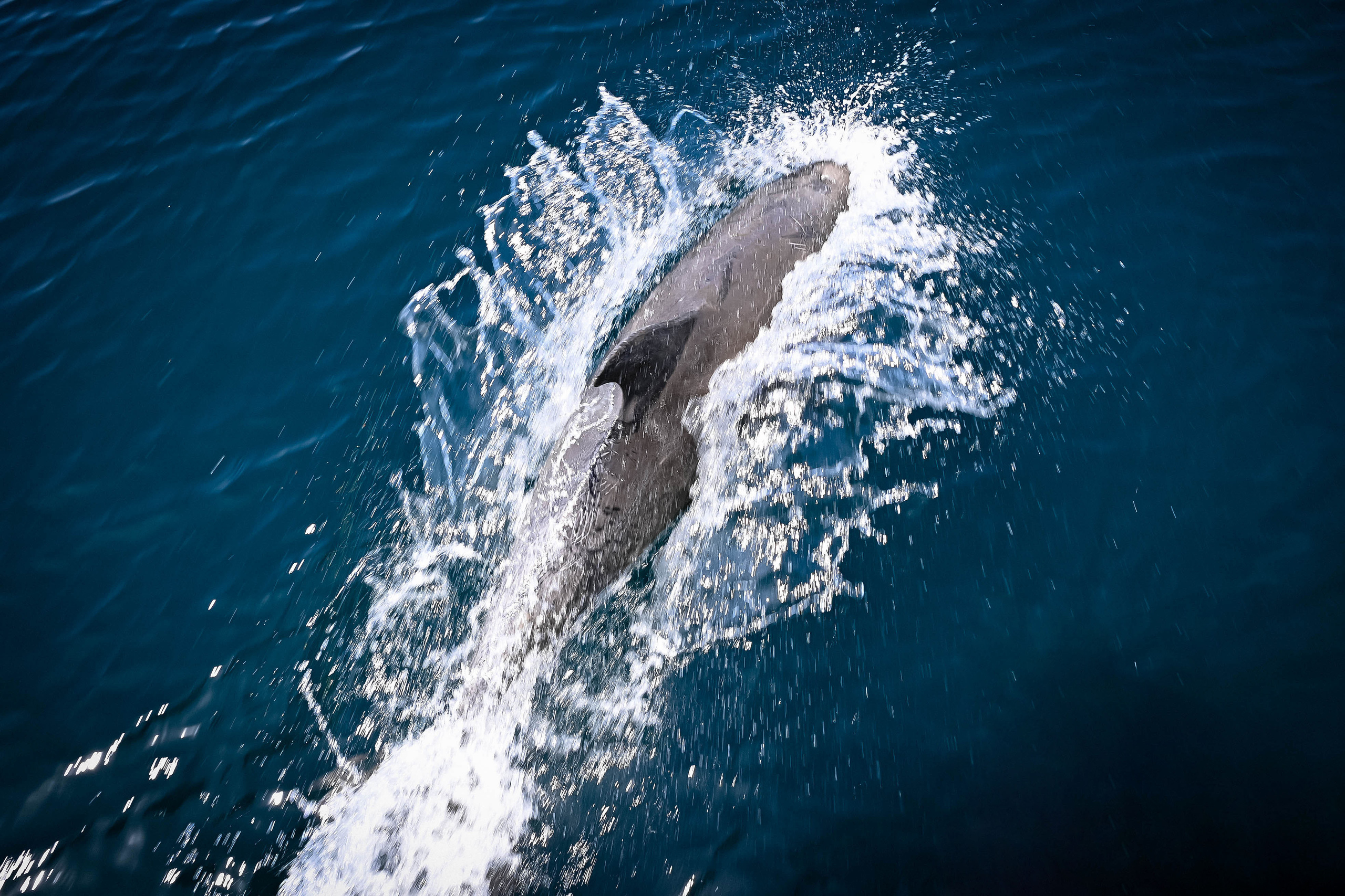 Дельфины. Фотограф и Видеограф в Севастополе и Крыму Рина Ри