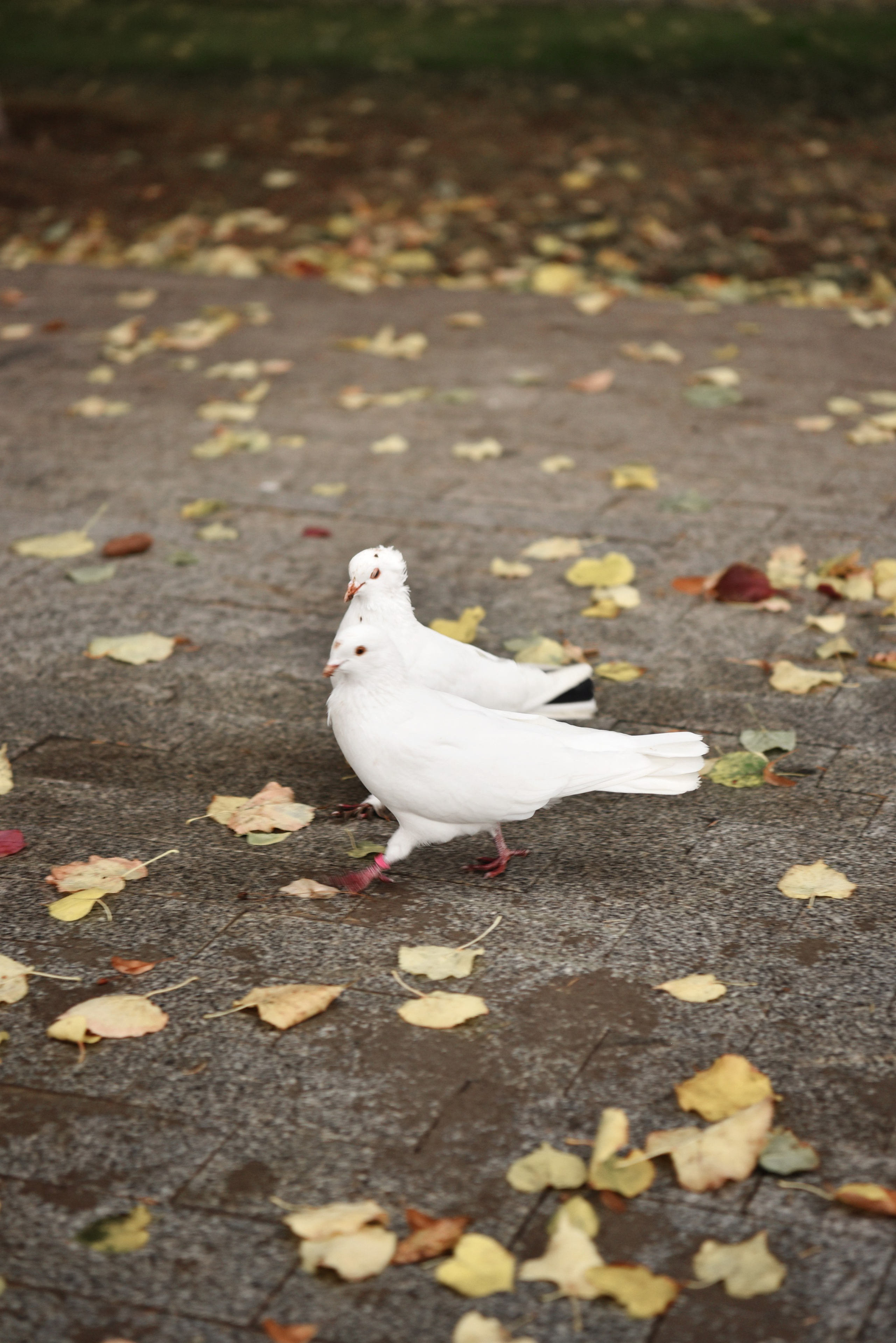 В&А. Свадебный и семейный фотограф Дарья Маршева, г. Уфа г. Белебей