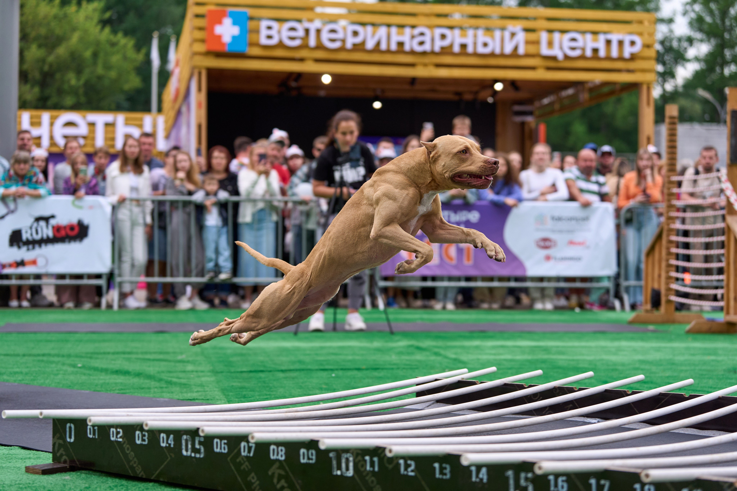 4 лапы Фест. Многоборье. Фотограф-анималист Михаил Манухин