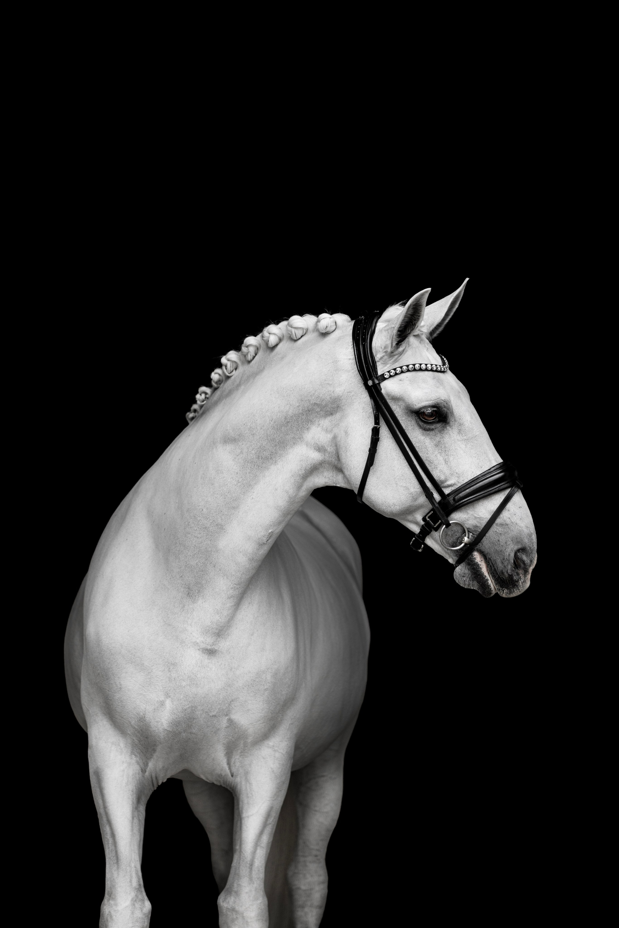 Конные портреты. Veronika Makeeva horse photo
