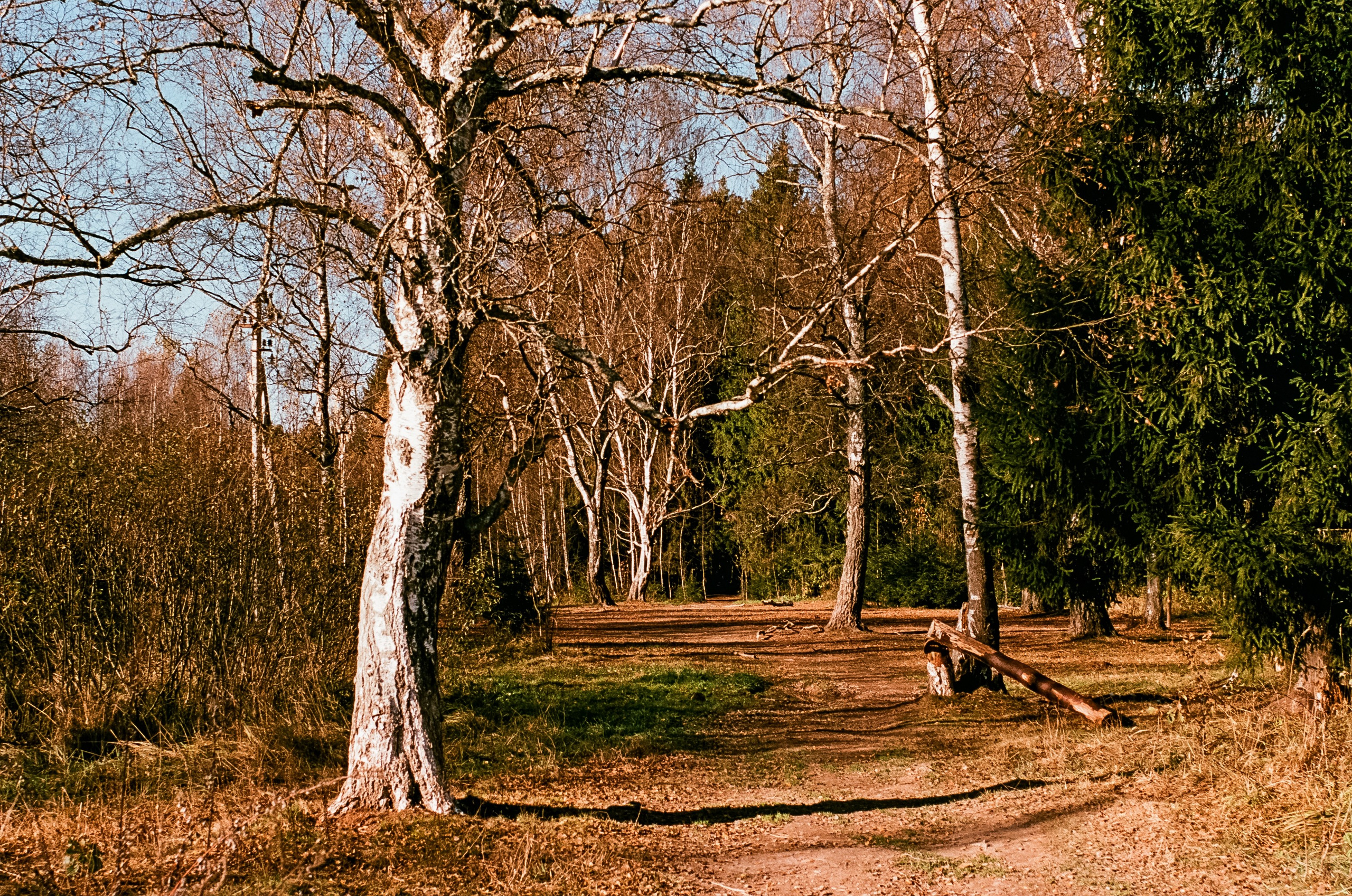 Nikon F100 — Mamiya (645) Sekor C 45 mm f2.8 и Macro 80 mm f/4