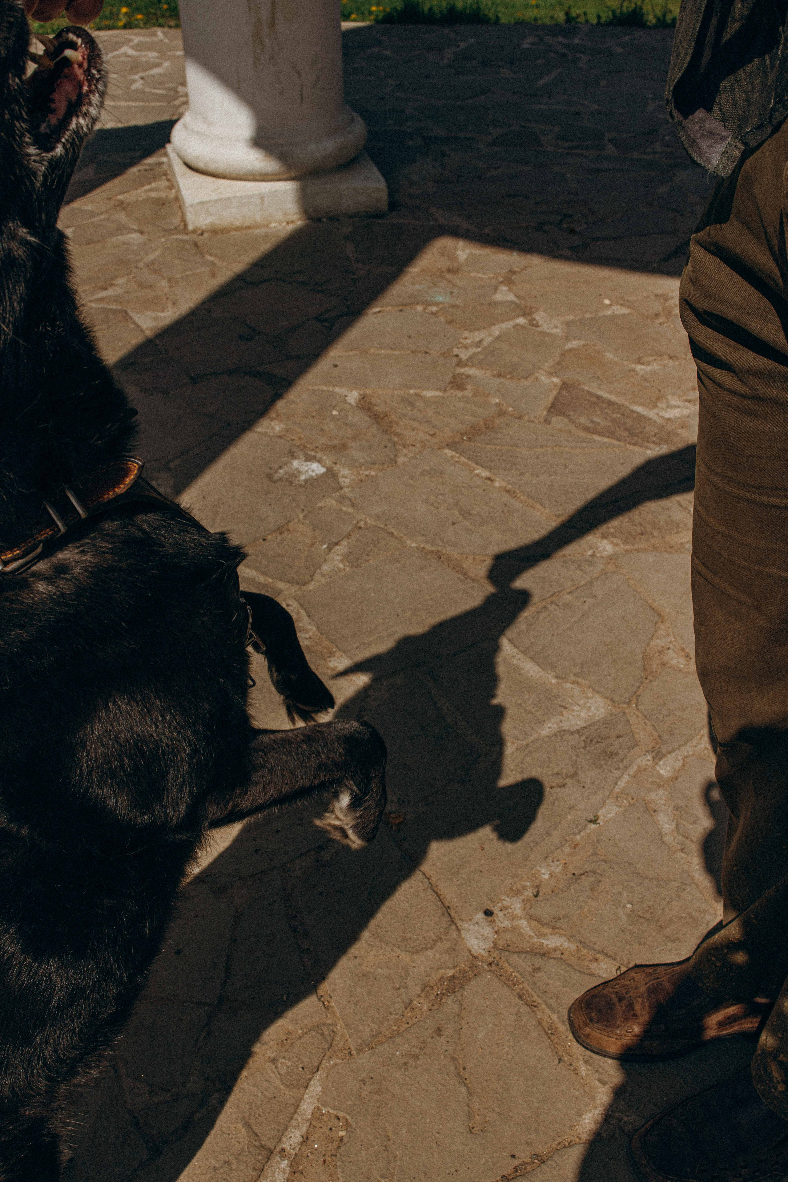 Наталья, Марфа и Норд. Фотограф-анималист в Москве Лера Черноног