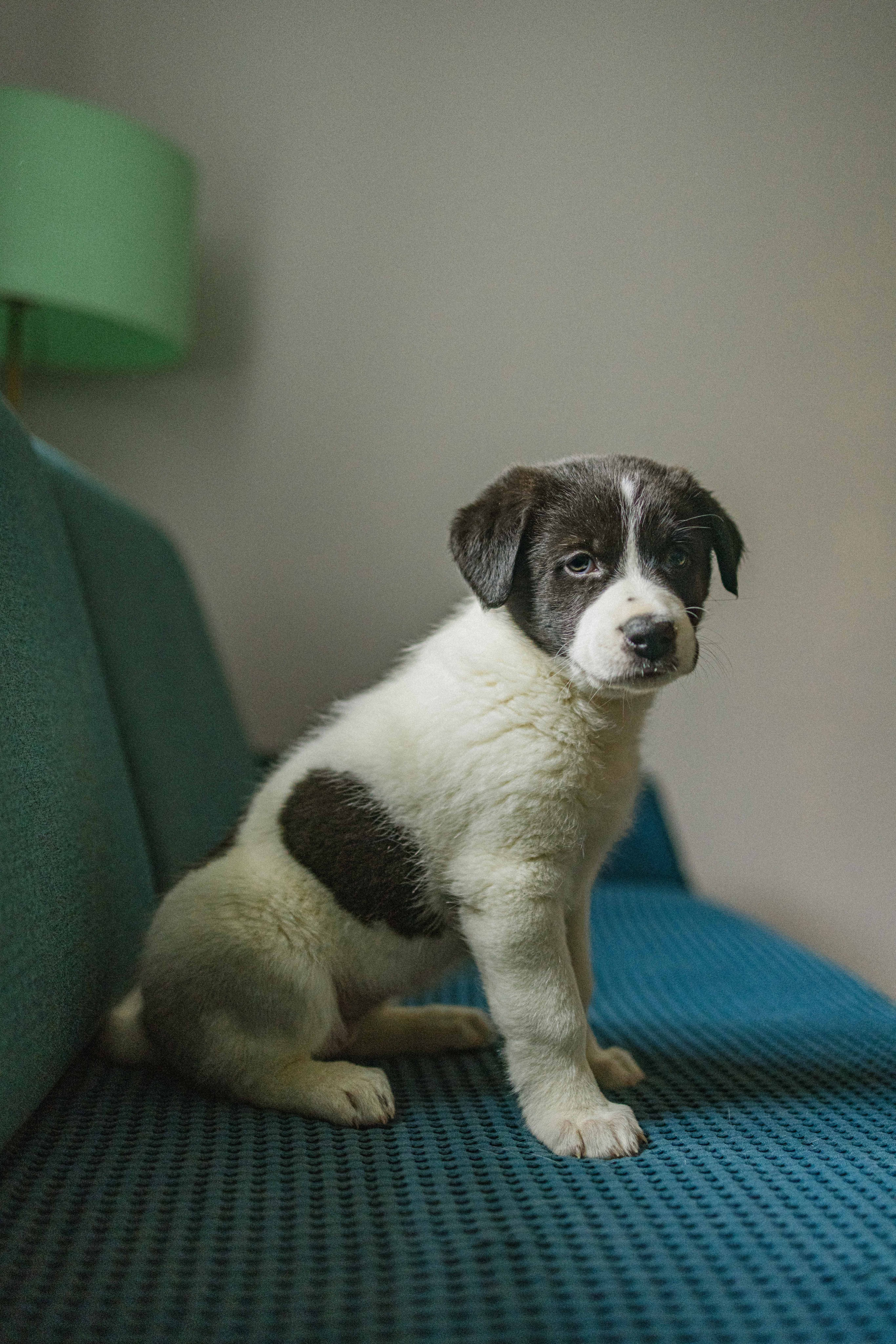 Щеночки. Фотограф-анималист в Москве Лера Черноног