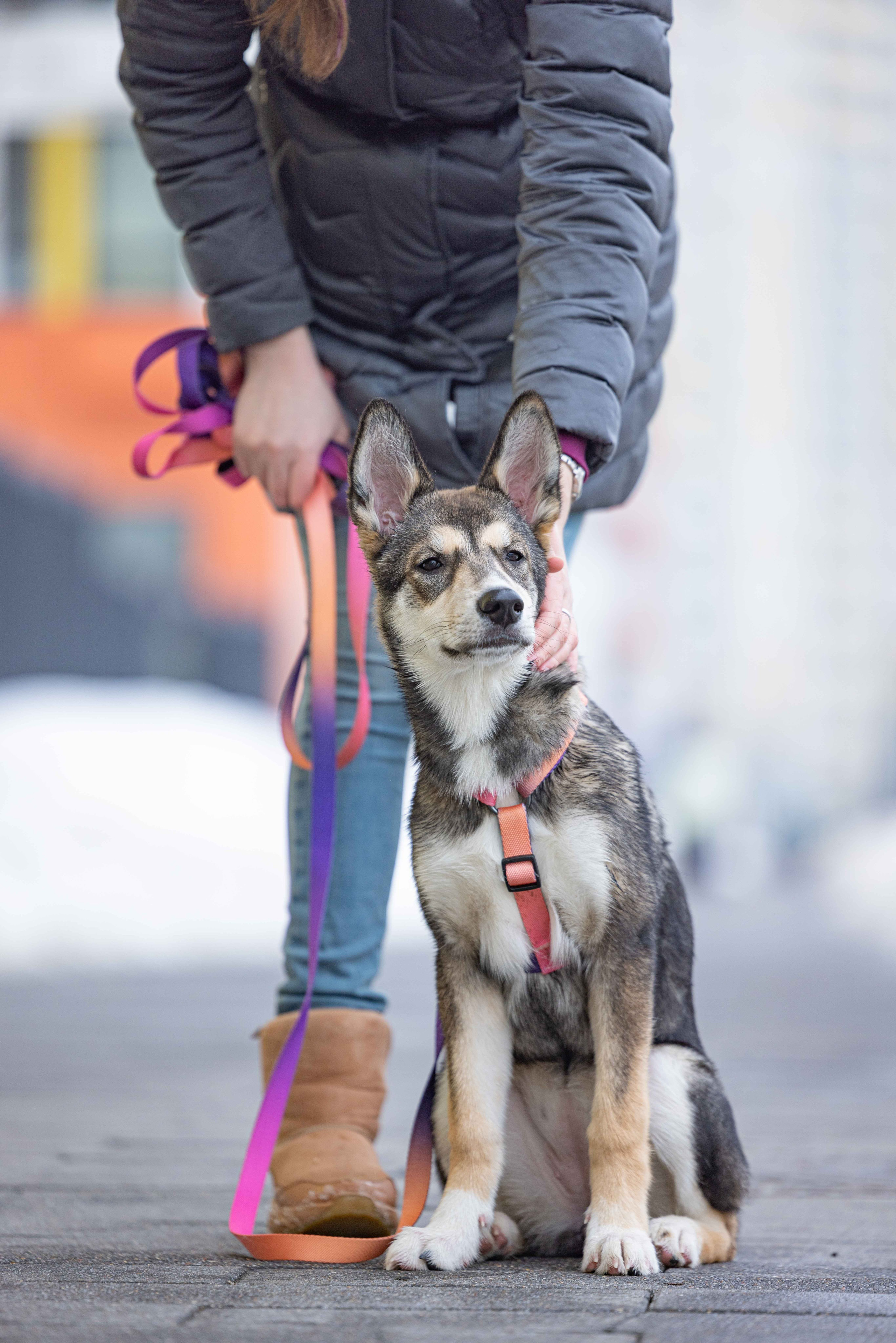 Шами. Фотограф-анималист в Москве Лера Черноног