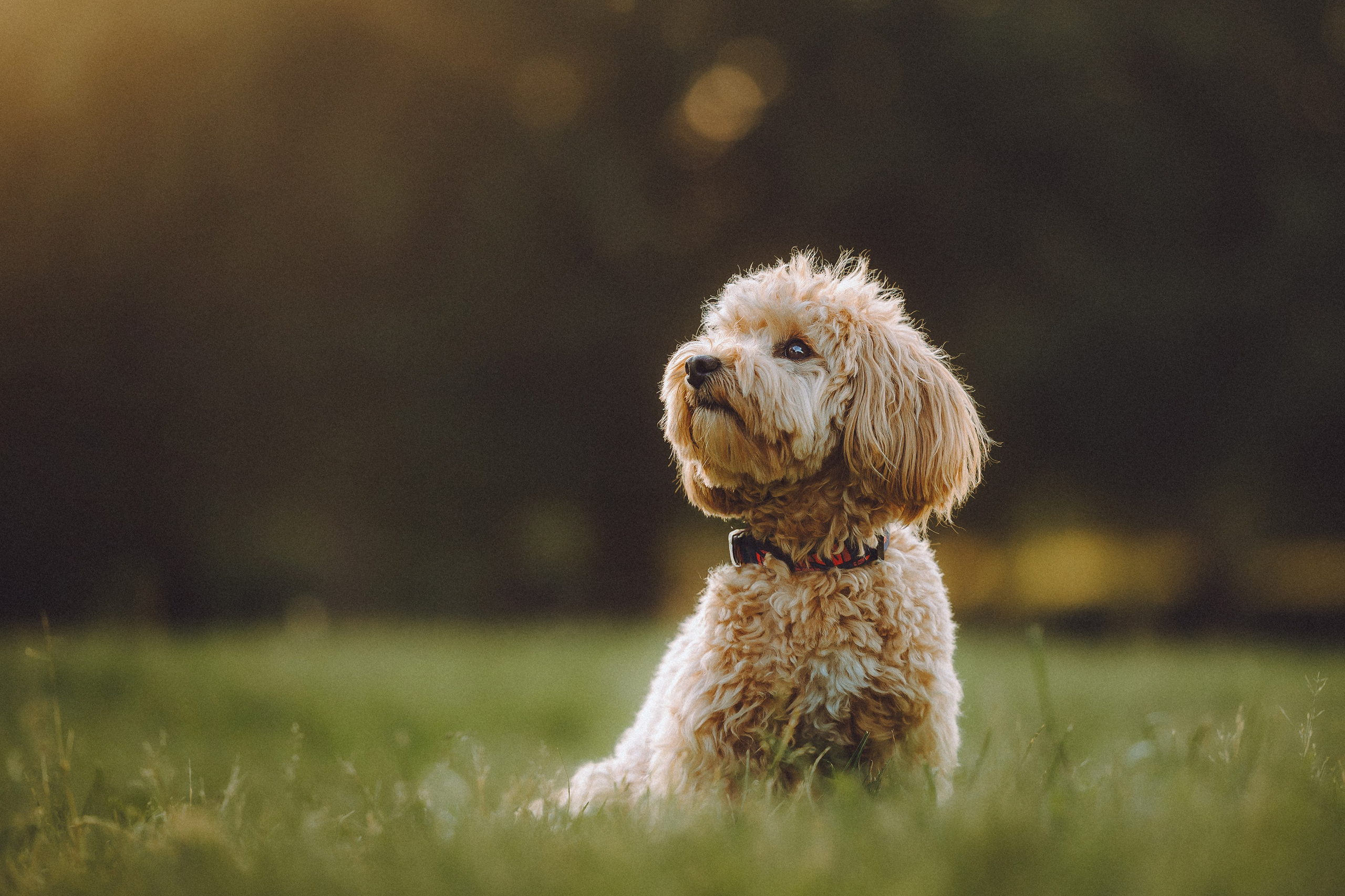 Фред и его семья