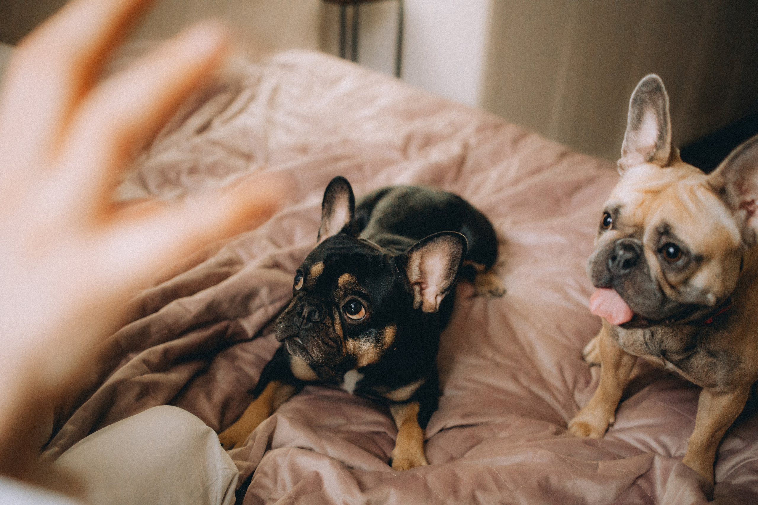 Юля, Мия и Зек