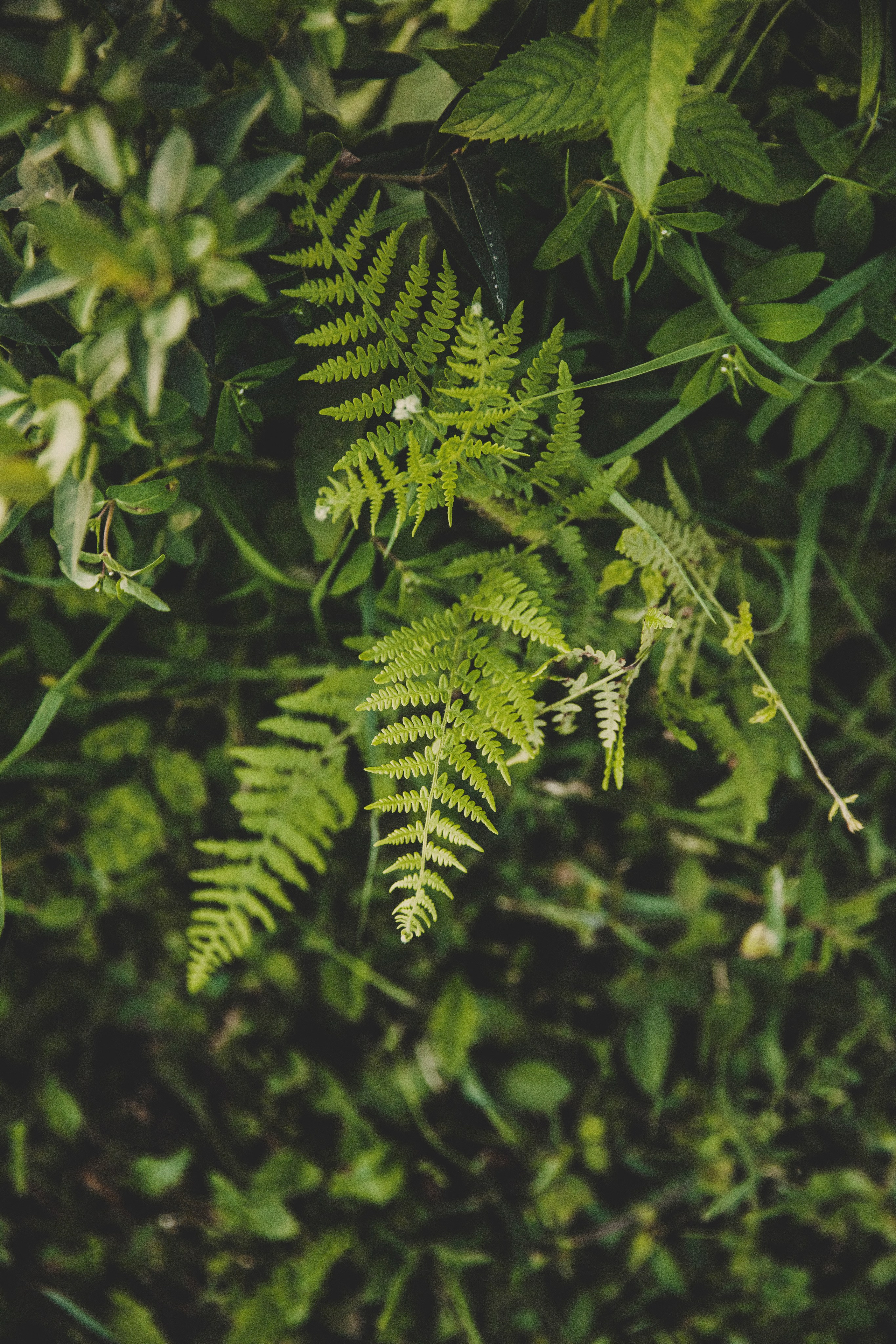 Семья Татьяны. Свадебный и семейный фотограф Колоскова Мария (Сочи и весь мир)