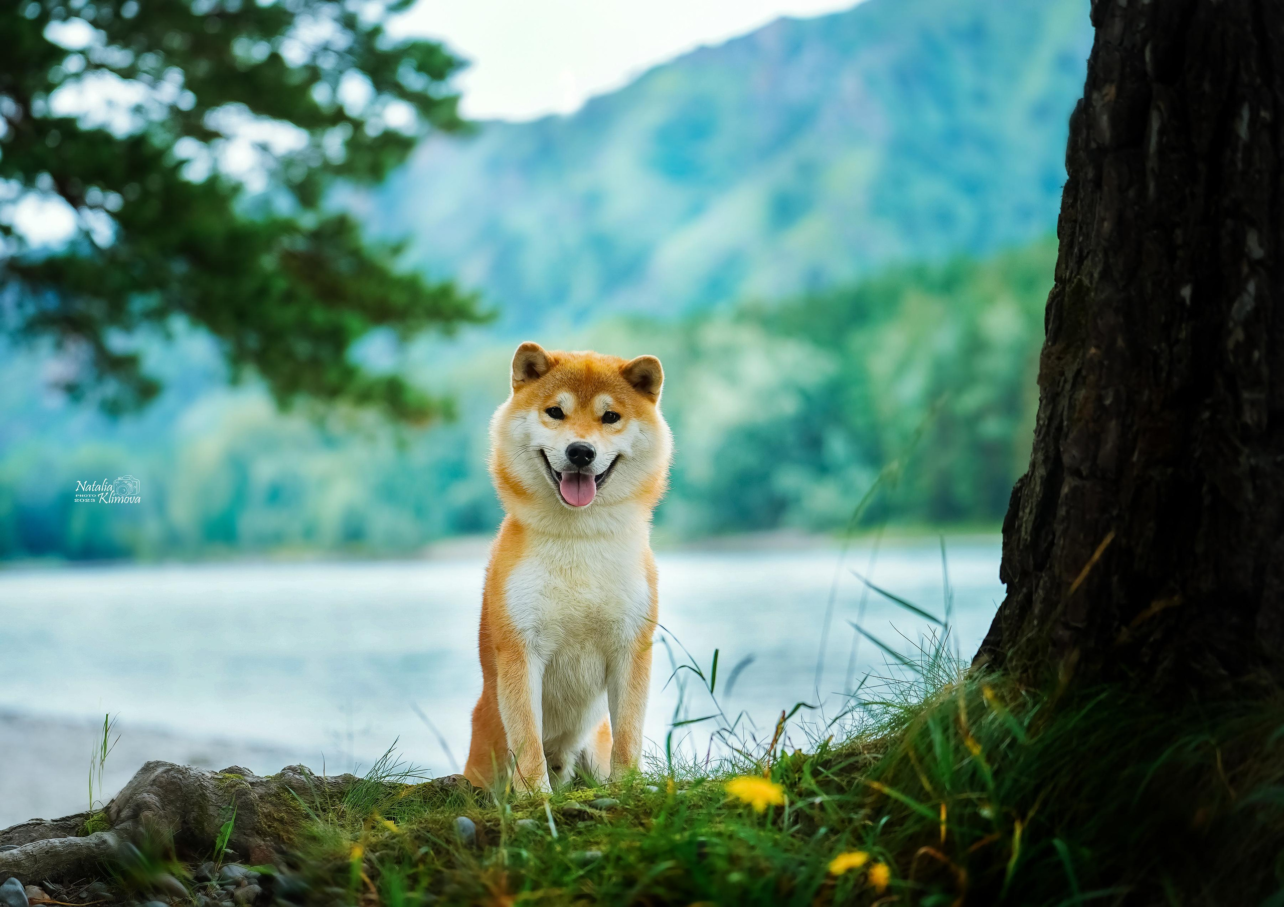 Сиба питомник RUBYLIGHT. Американская акита I Сиба ину I Питомник RUBYLIGHT