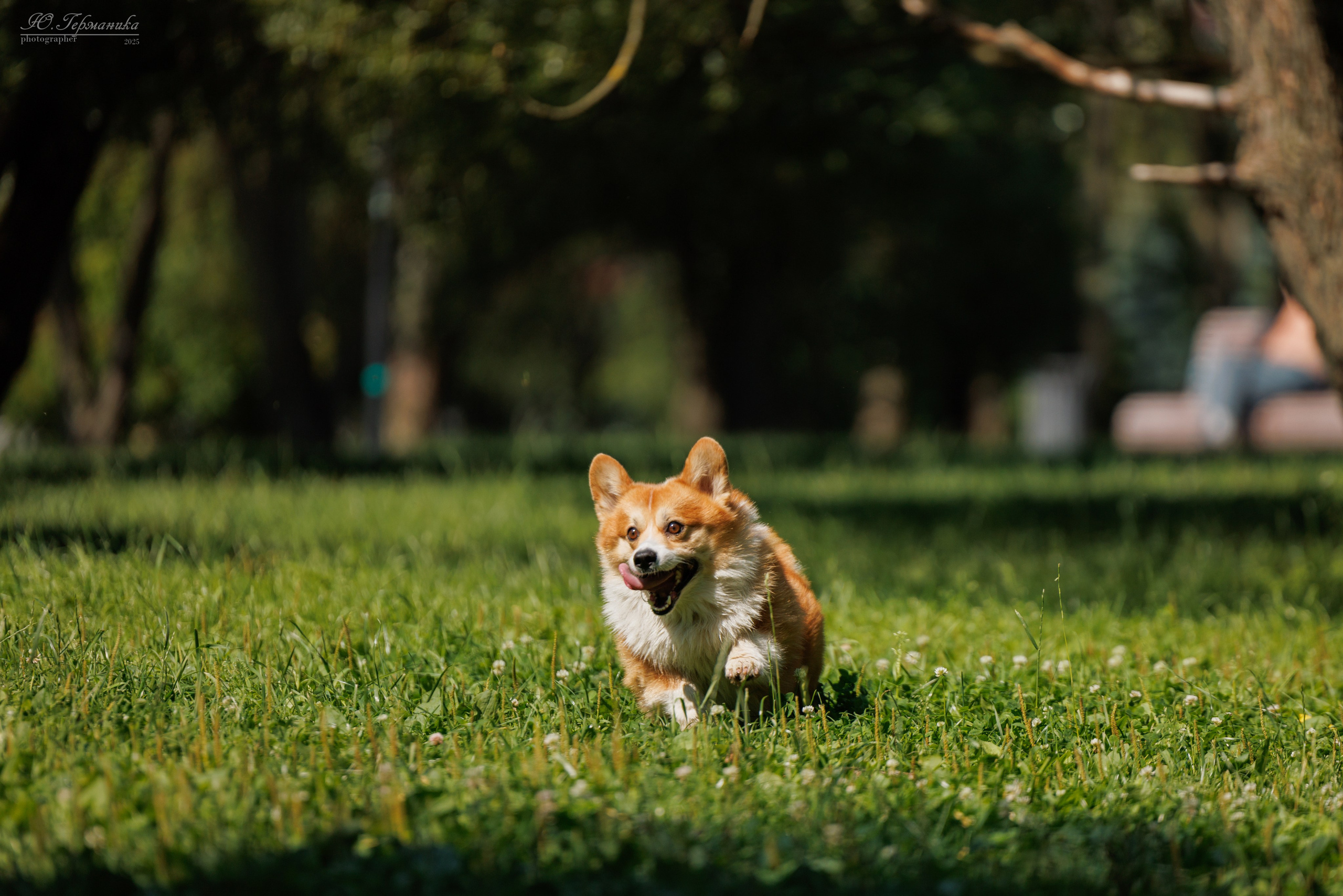 Фотосет Бригада УХ)). Фотограф-анималист Юлия Германика
