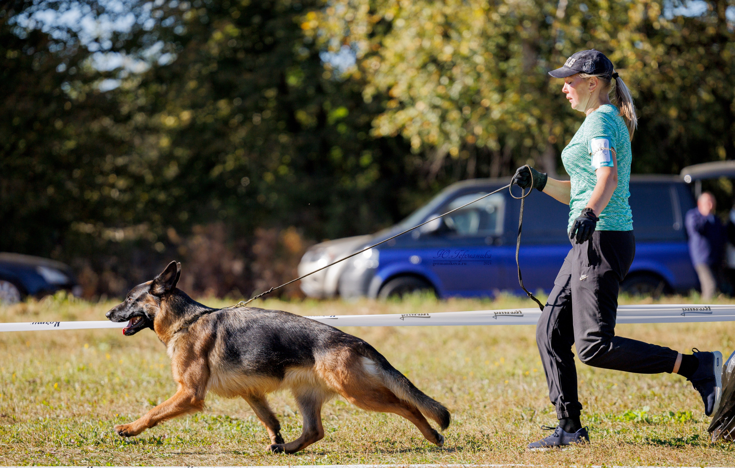 Тверь немецкие овчарки 22.09.2024. Фотограф-анималист Юлия Германика