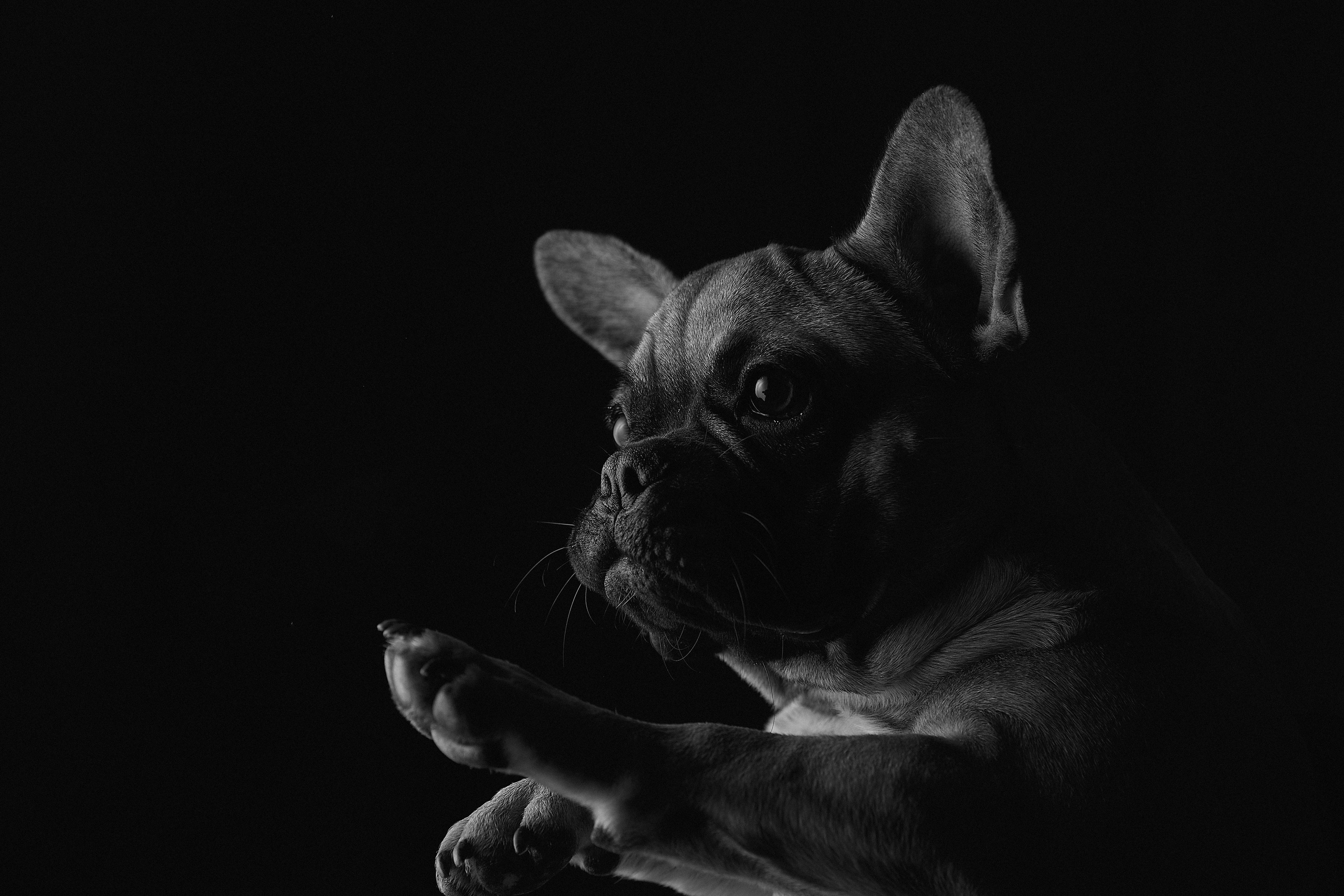 Портреты домашних любимцев. Любовь Гальцова — свадебный, семейный, детский фотограф в городе Кемерово и Кемеровской области