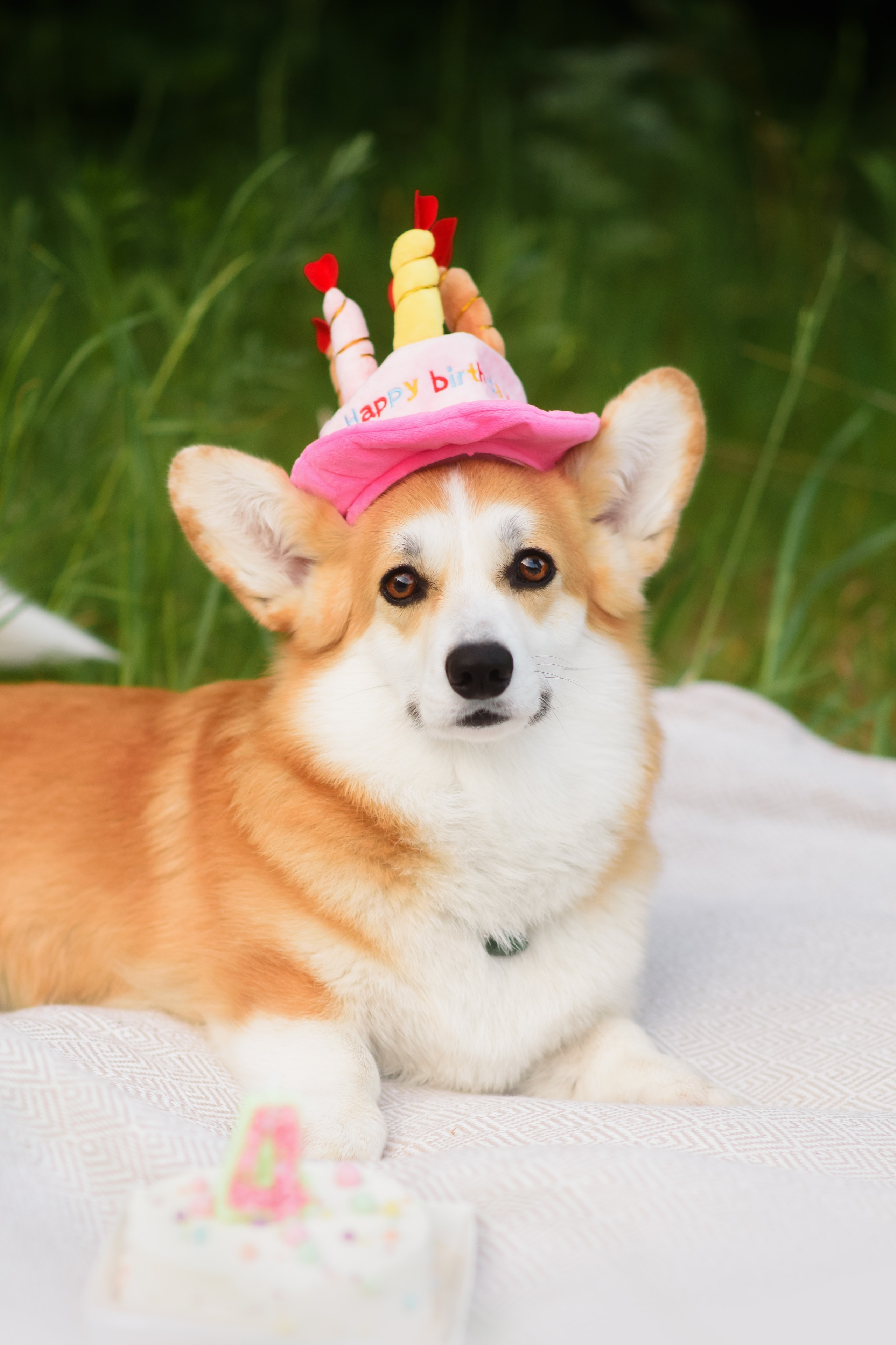 Максим, Надя, Шелби и Рой — 31.05.2025. Фотограф — Анималист | Анна Абрамова