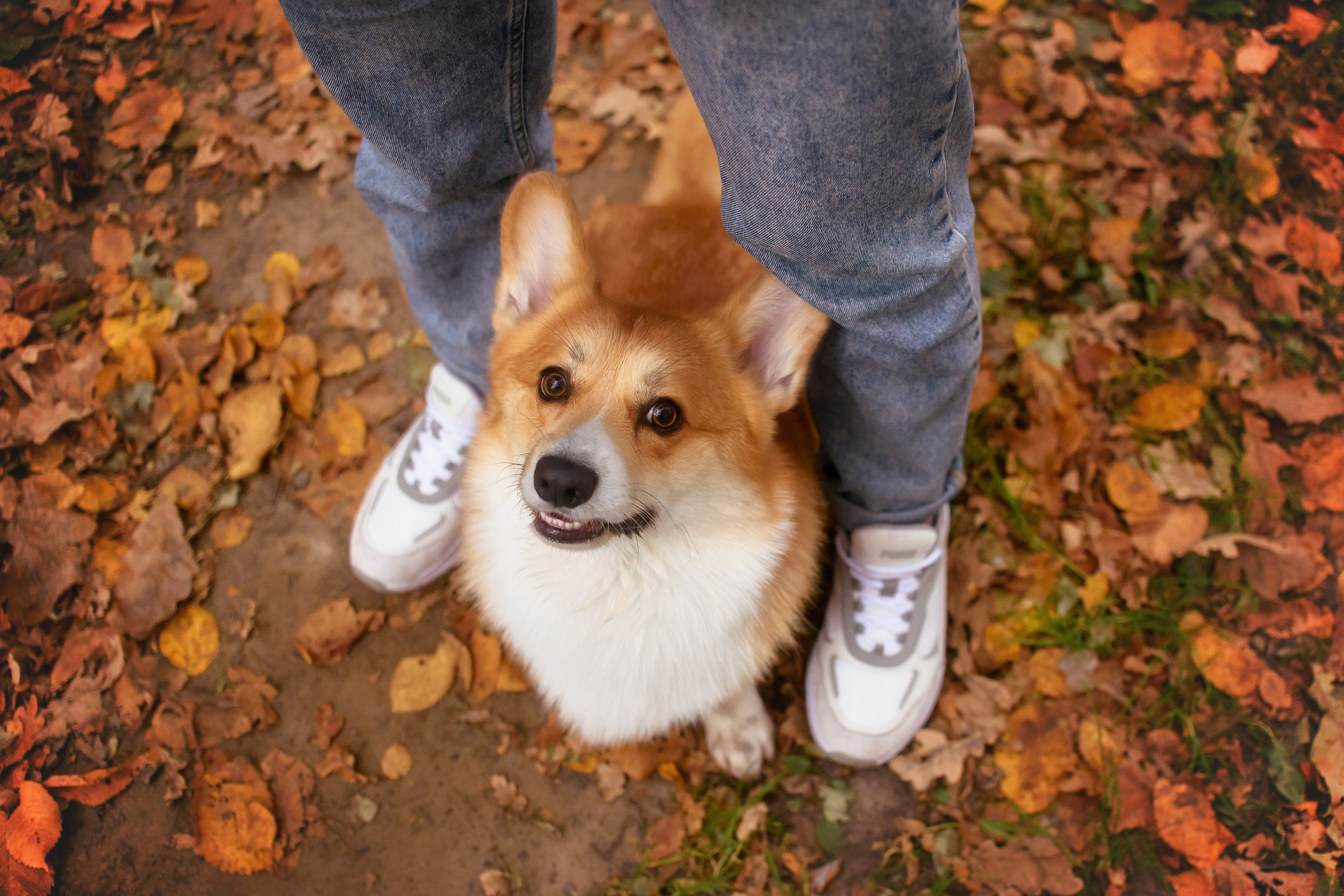 Женя и Феникс — 05.10.2024. Фотограф — Анималист | Анна Абрамова