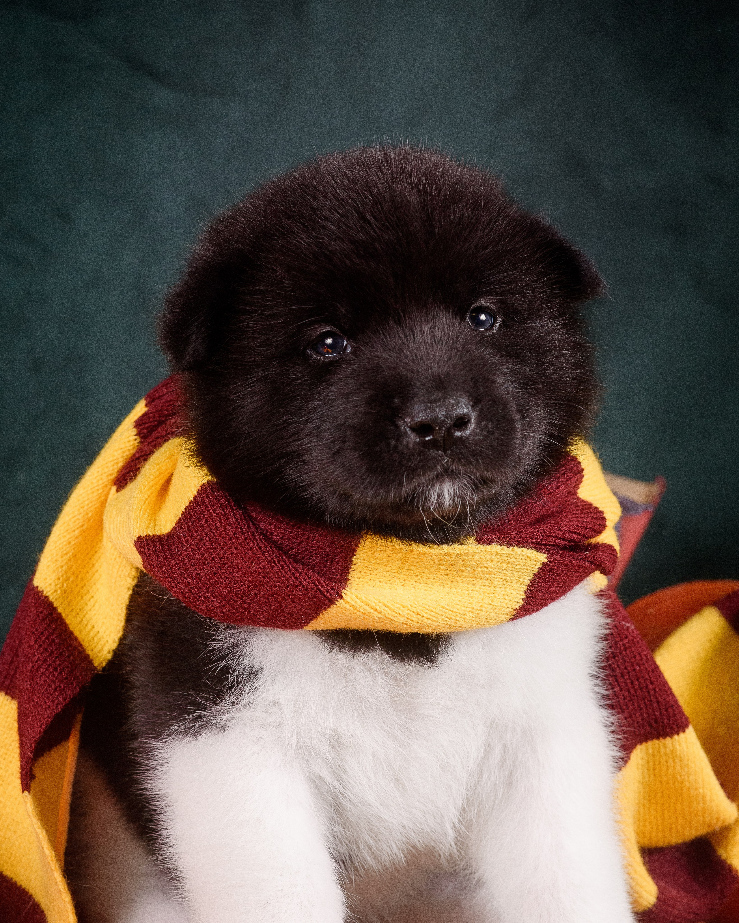 Щенки Американской Акиты — 04.11.2024. Фотограф — Анималист | Анна Абрамова