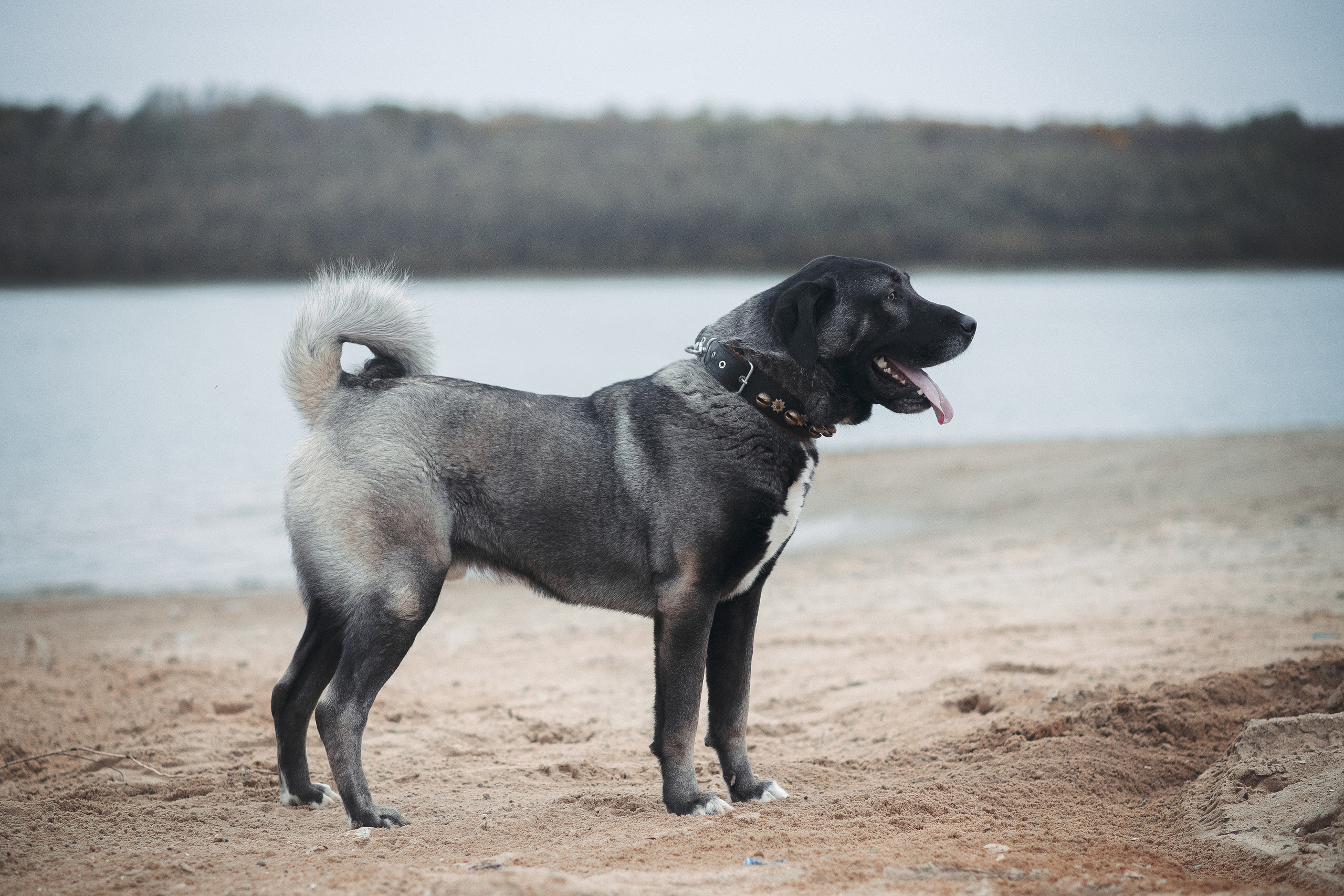 Турецкий кангал Дикили — 20.10.2024. Фотограф — Анималист | Анна Абрамова