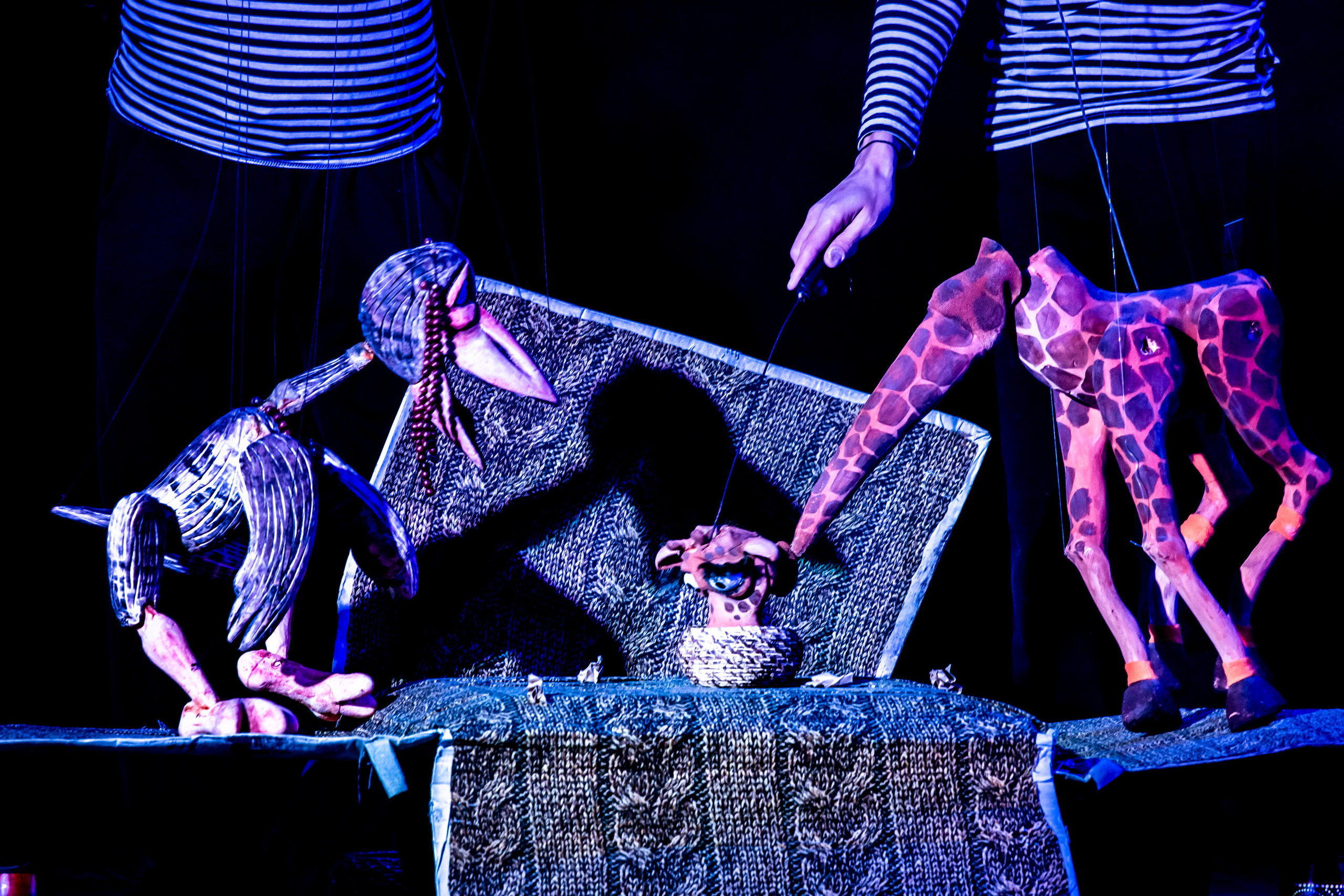 Жирафа и носорог спектакль театра Саквояж. Фотограф в Сочи Юрий Шептаев