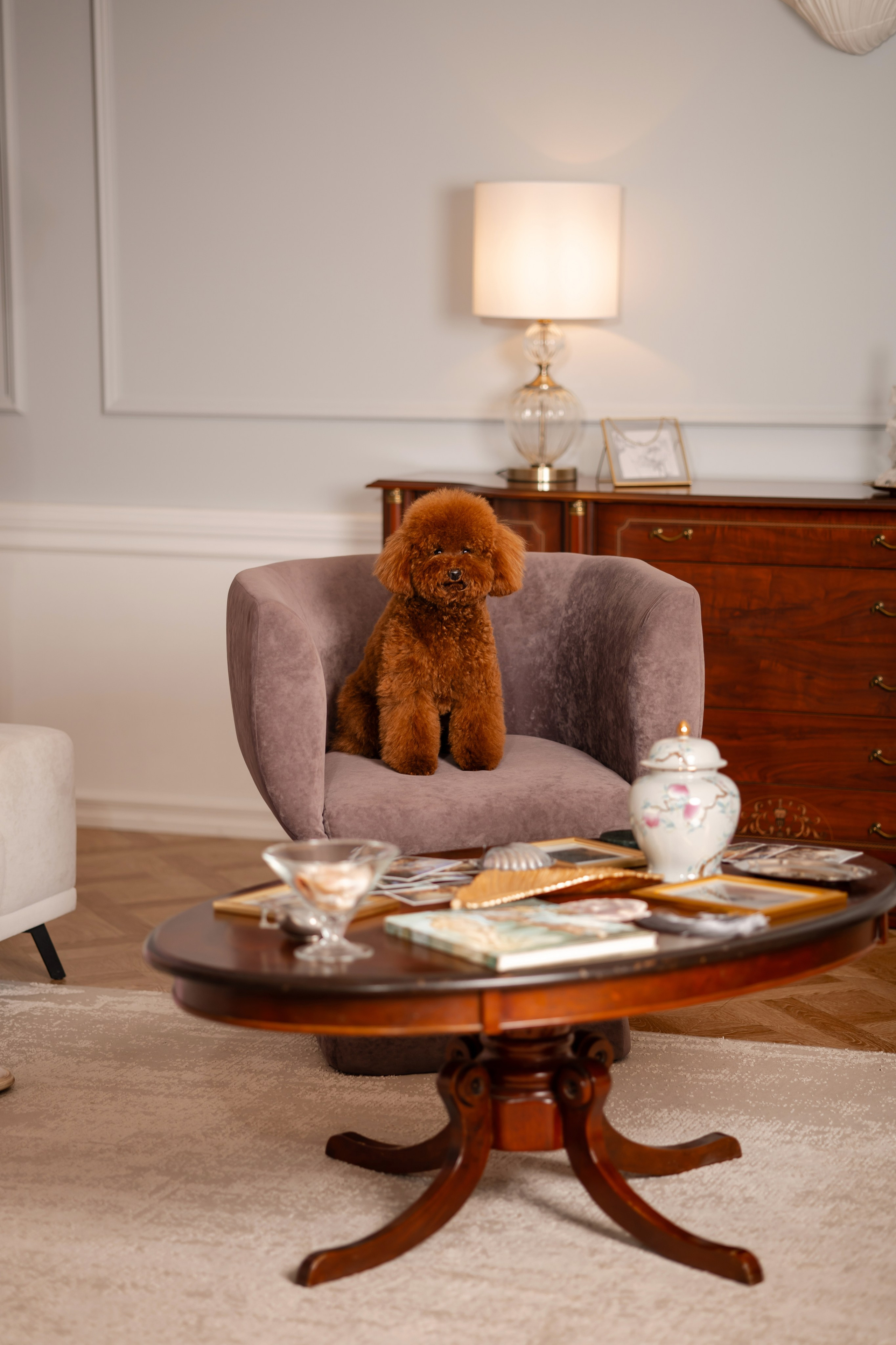 Фотосессия собаки в фотостудии. Фотограф-анималист в Краснодаре Маша Мельникова