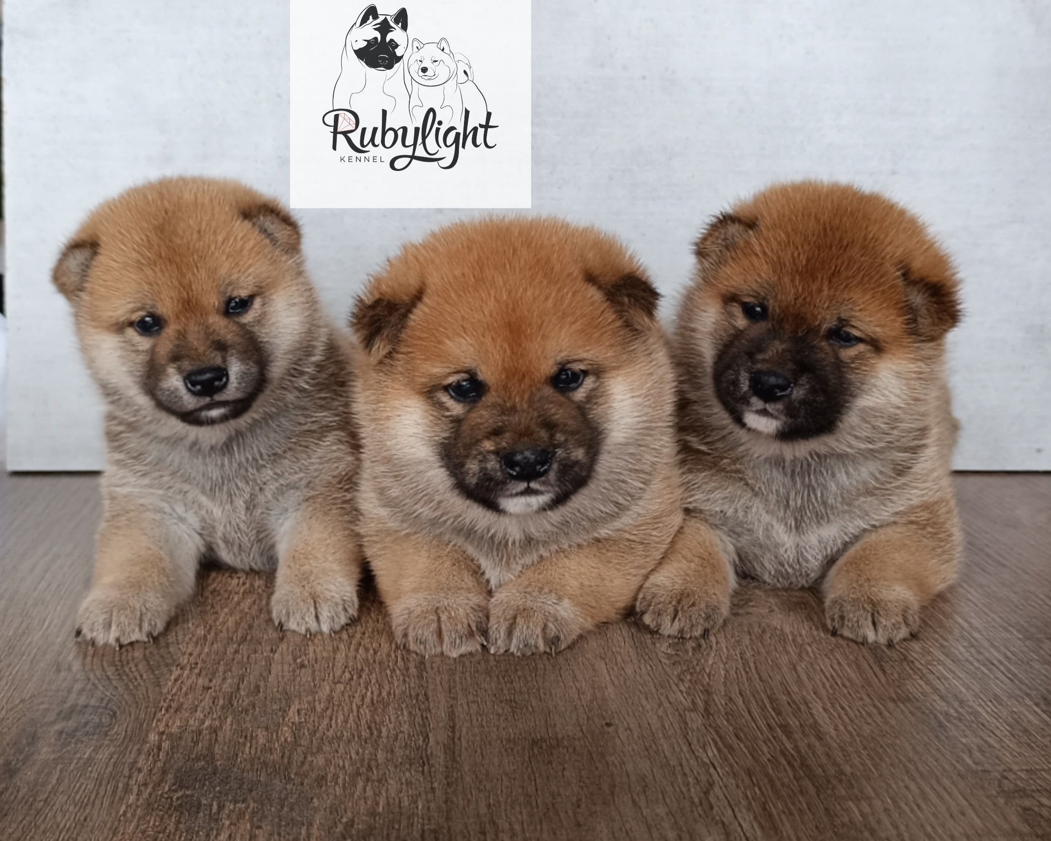 Сиба Помёт Е питомник Рубилайт