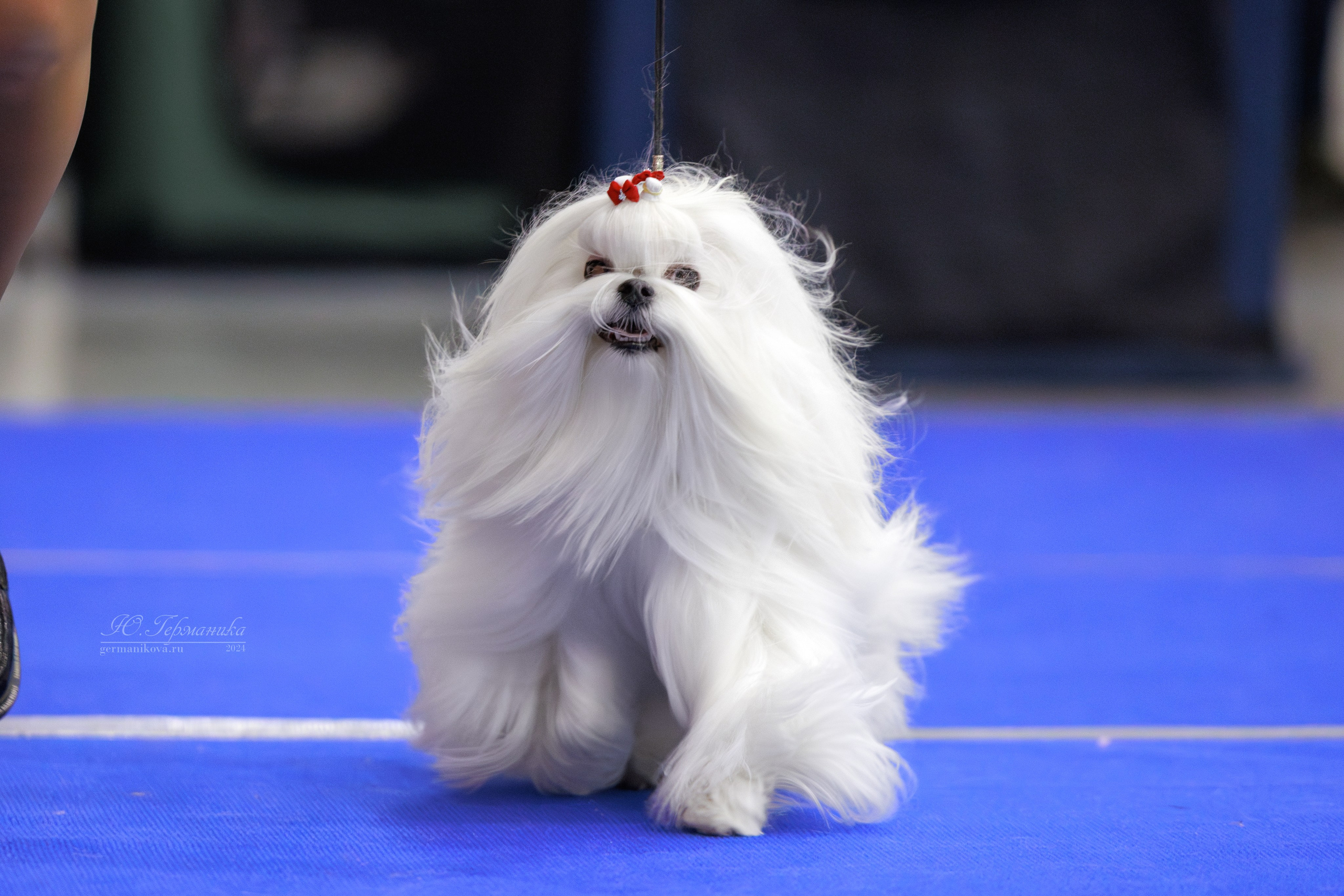 Санкт-Петербург 14.12.2024 ОС. Фотограф-анималист Юлия Германика